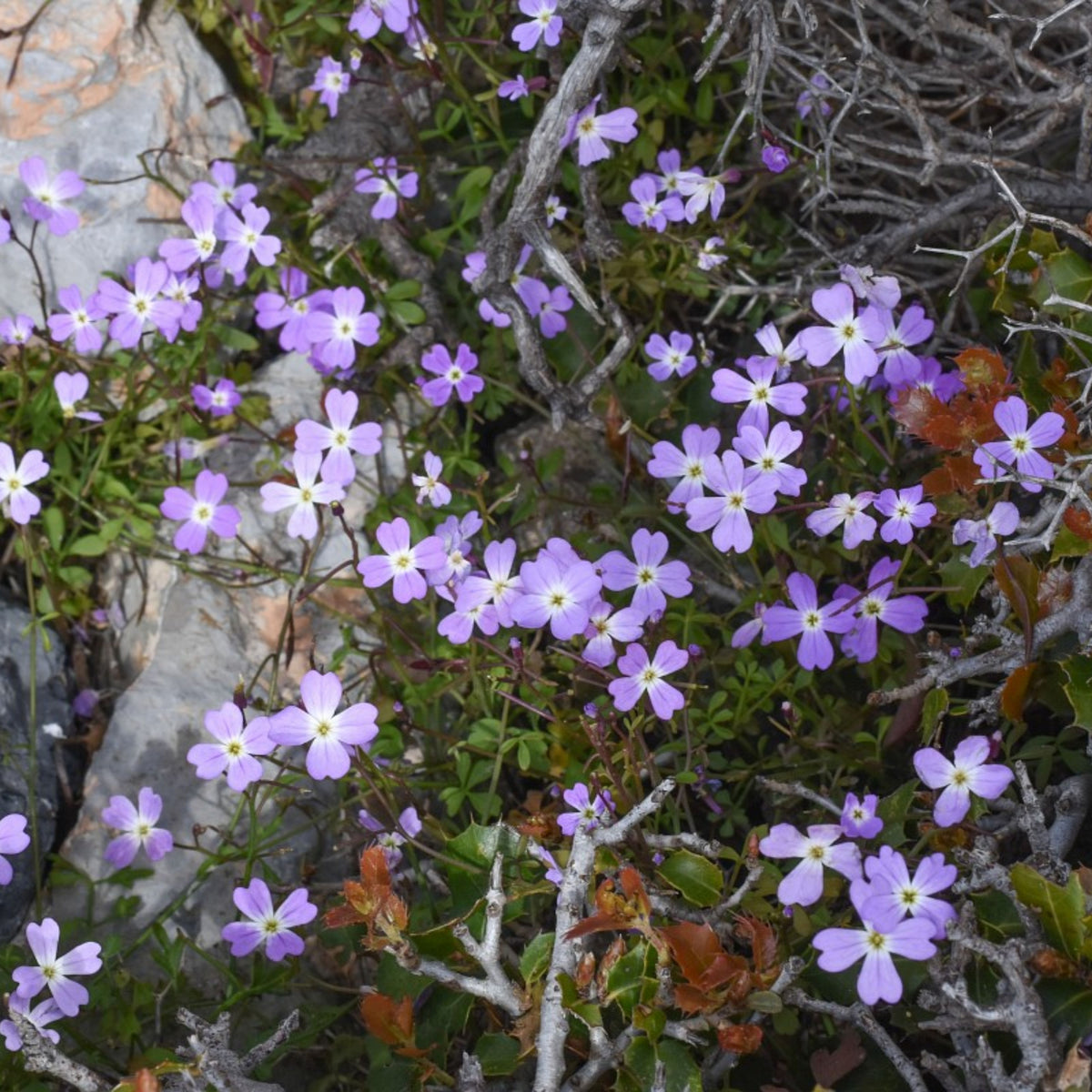 30s| Compinkie Arabis Seeds – Heirloom, Non-GMO, Early Blooming Perennial, Drought Tolerant, Easy to Grow Groundcover, Ideal for Rock Gardens, Borders, and Pollinator Gardens#8022