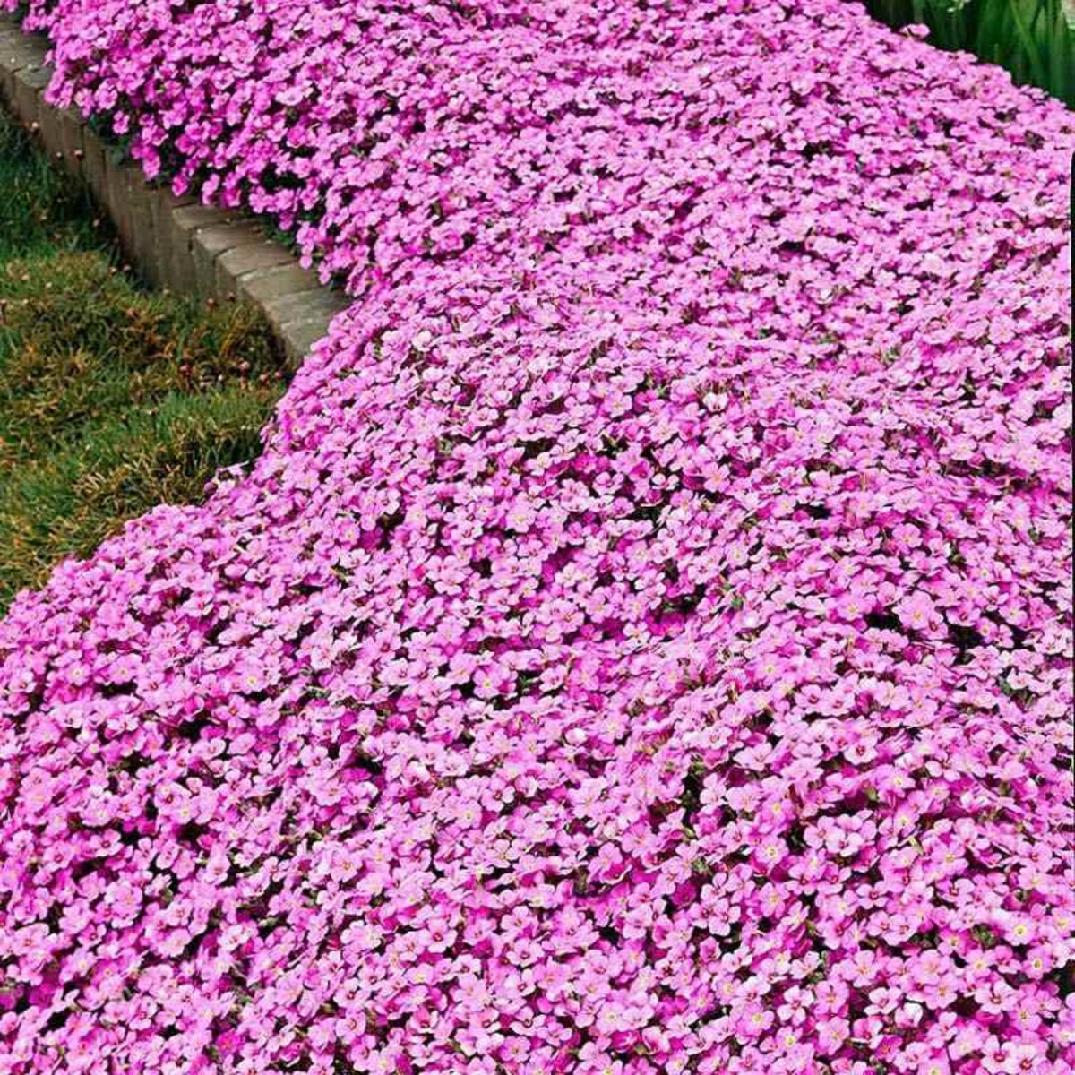 30s| Compinkie Arabis Seeds – Heirloom, Non-GMO, Early Blooming Perennial, Drought Tolerant, Easy to Grow Groundcover, Ideal for Rock Gardens, Borders, and Pollinator Gardens#8022