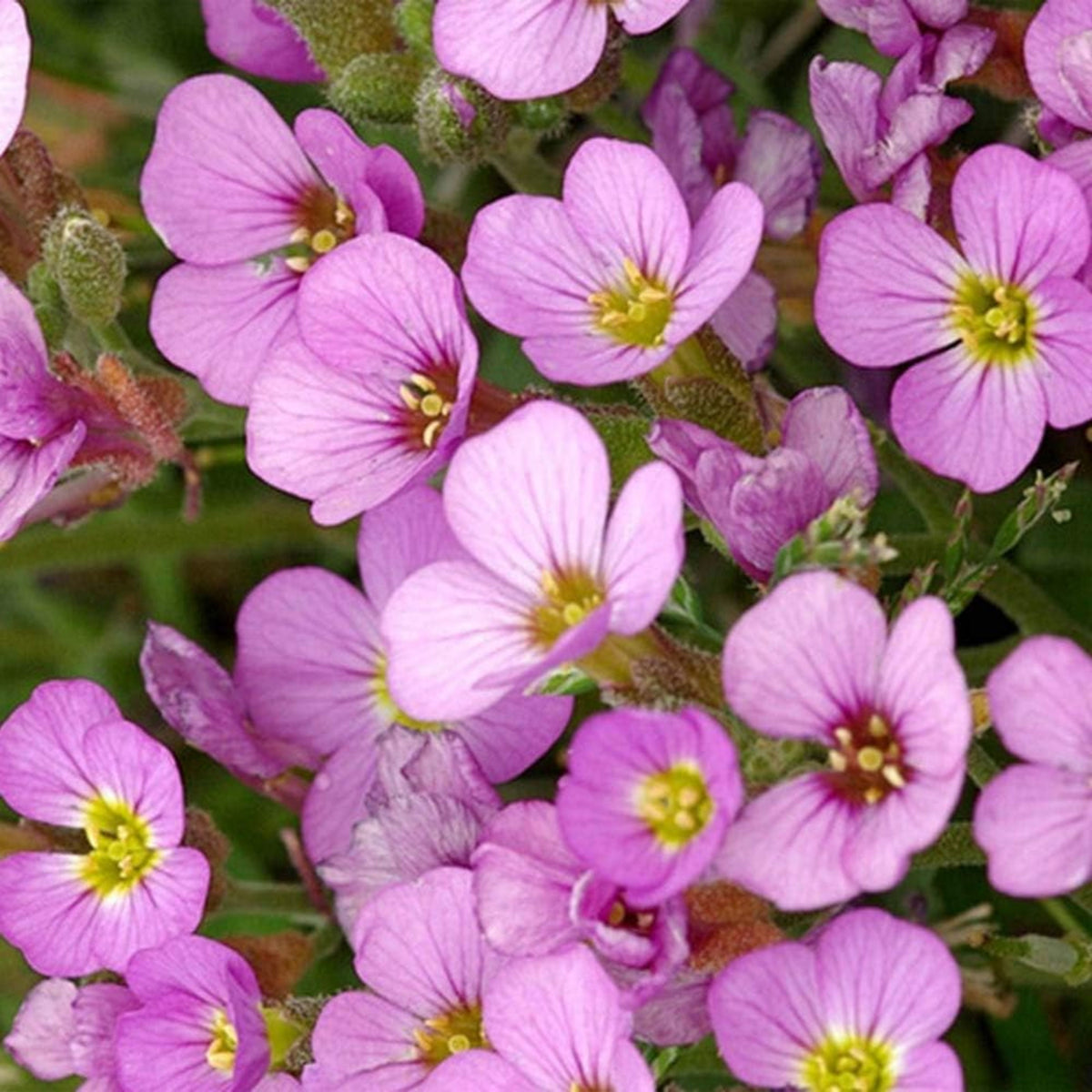 30s| Compinkie Arabis Seeds – Heirloom, Non-GMO, Early Blooming Perennial, Drought Tolerant, Easy to Grow Groundcover, Ideal for Rock Gardens, Borders, and Pollinator Gardens#8022