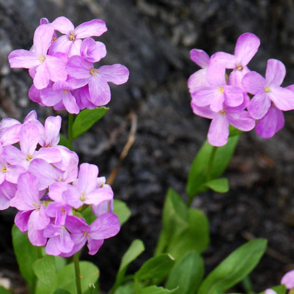 Compinkie Arabis Seeds - Early Blooming Perennial, 30 seeds