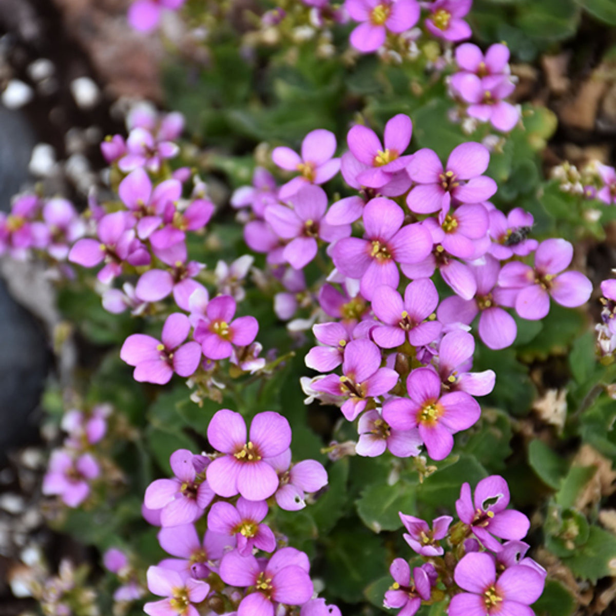 30s| Compinkie Arabis Seeds – Heirloom, Non-GMO, Early Blooming Perennial, Drought Tolerant, Easy to Grow Groundcover, Ideal for Rock Gardens, Borders, and Pollinator Gardens#8022