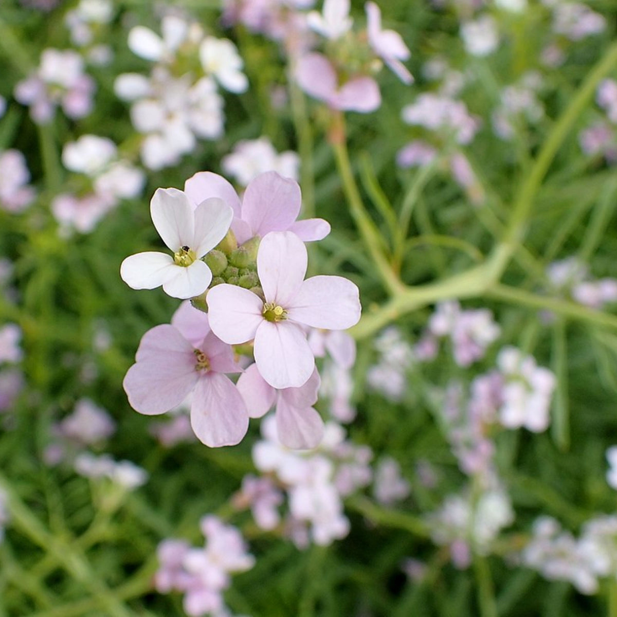 30s| Compinkie Arabis Seeds – Heirloom, Non-GMO, Early Blooming Perennial, Drought Tolerant, Easy to Grow Groundcover, Ideal for Rock Gardens, Borders, and Pollinator Gardens#8022
