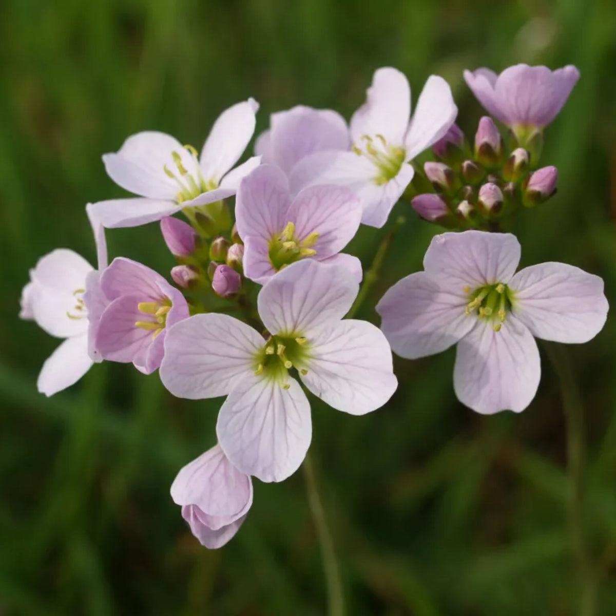 Compinkie Arabis Seeds - Early Blooming Perennial, 30 seeds
