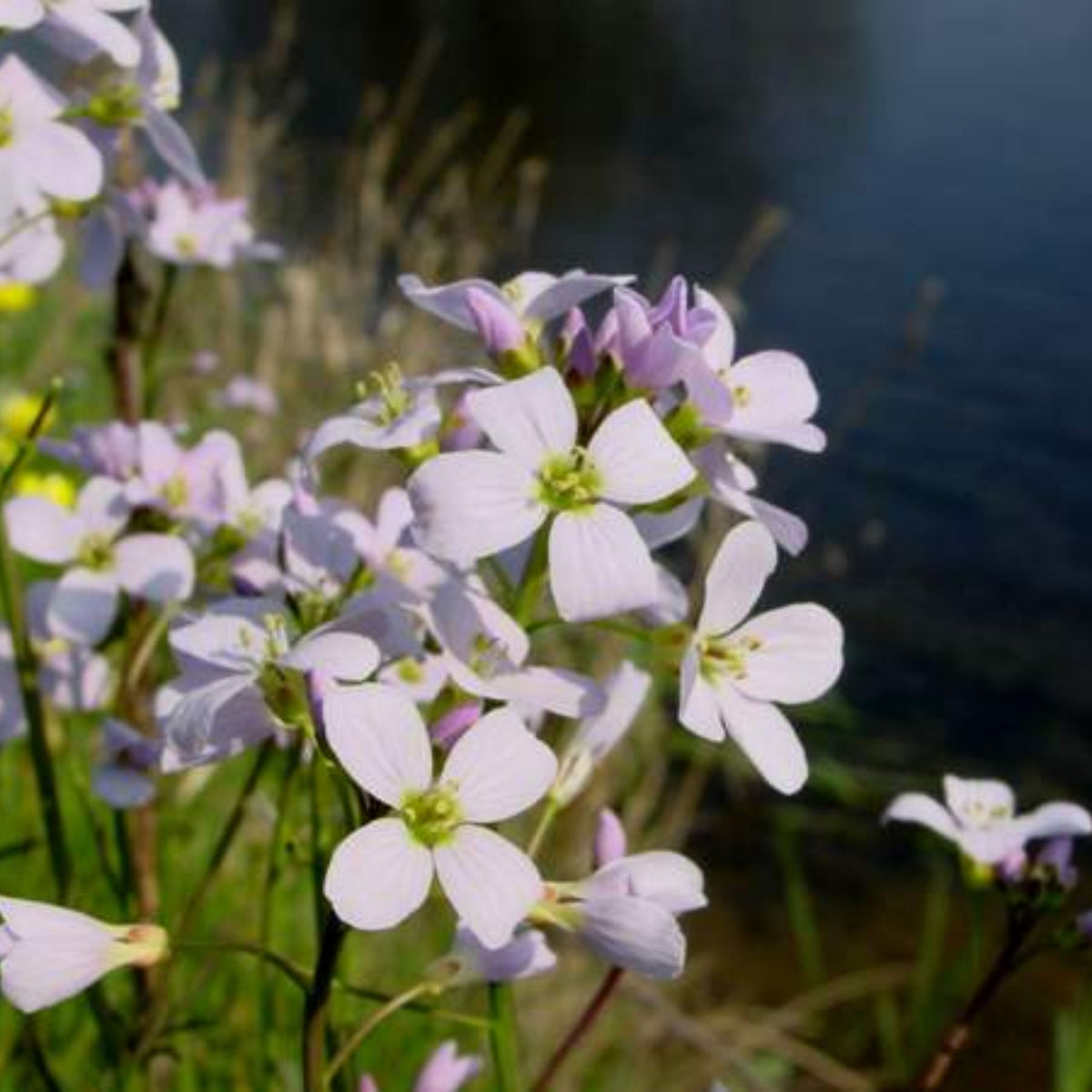 Compinkie Arabis Seeds - Early Blooming Perennial, 30 seeds