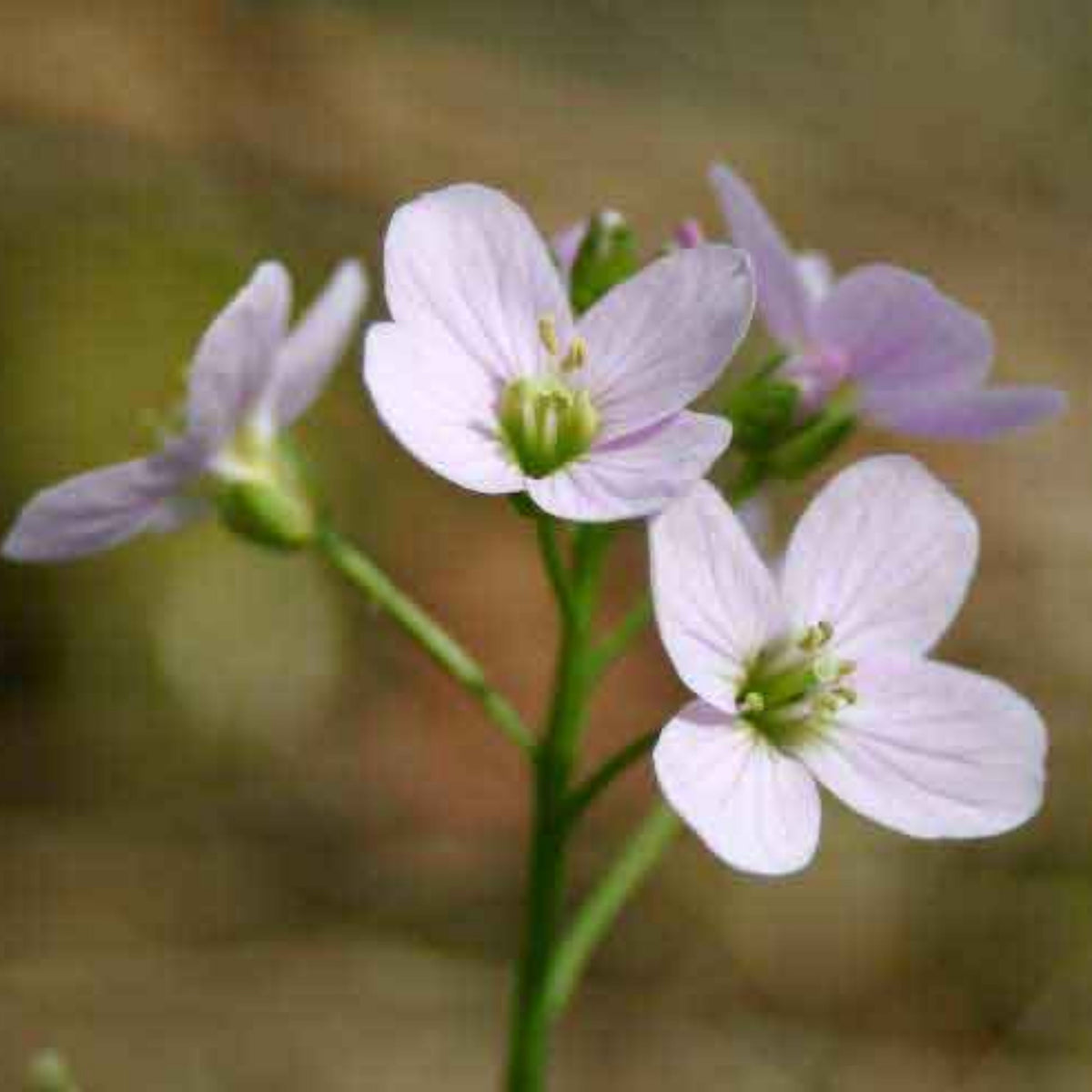 Compinkie Arabis Seeds - Early Blooming Perennial, 30 seeds