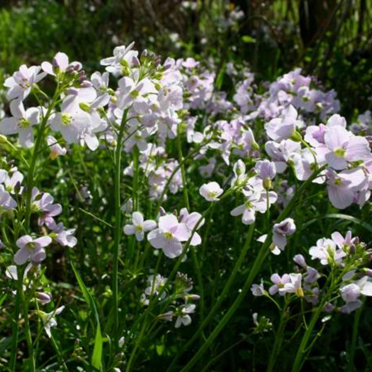 30s| Compinkie Arabis Seeds – Heirloom, Non-GMO, Early Blooming Perennial, Drought Tolerant, Easy to Grow Groundcover, Ideal for Rock Gardens, Borders, and Pollinator Gardens#8022