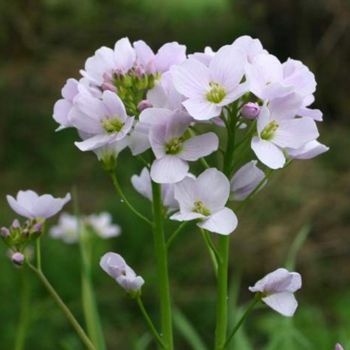 Compinkie Arabis Seeds - Early Blooming Perennial, 30 seeds