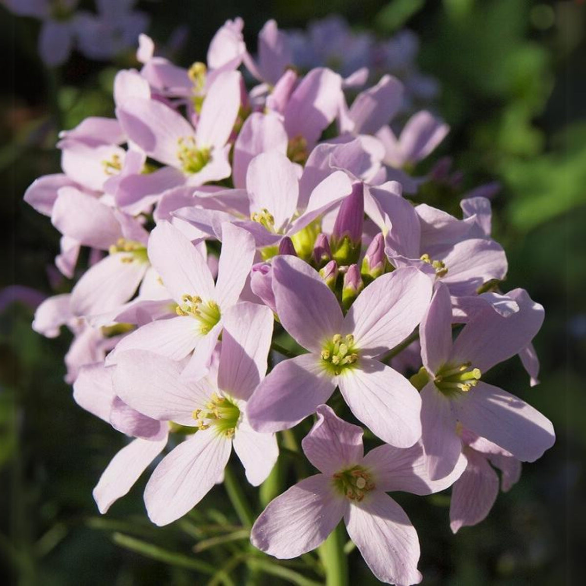 Compinkie Arabis Seeds - Early Blooming Perennial, 30 seeds