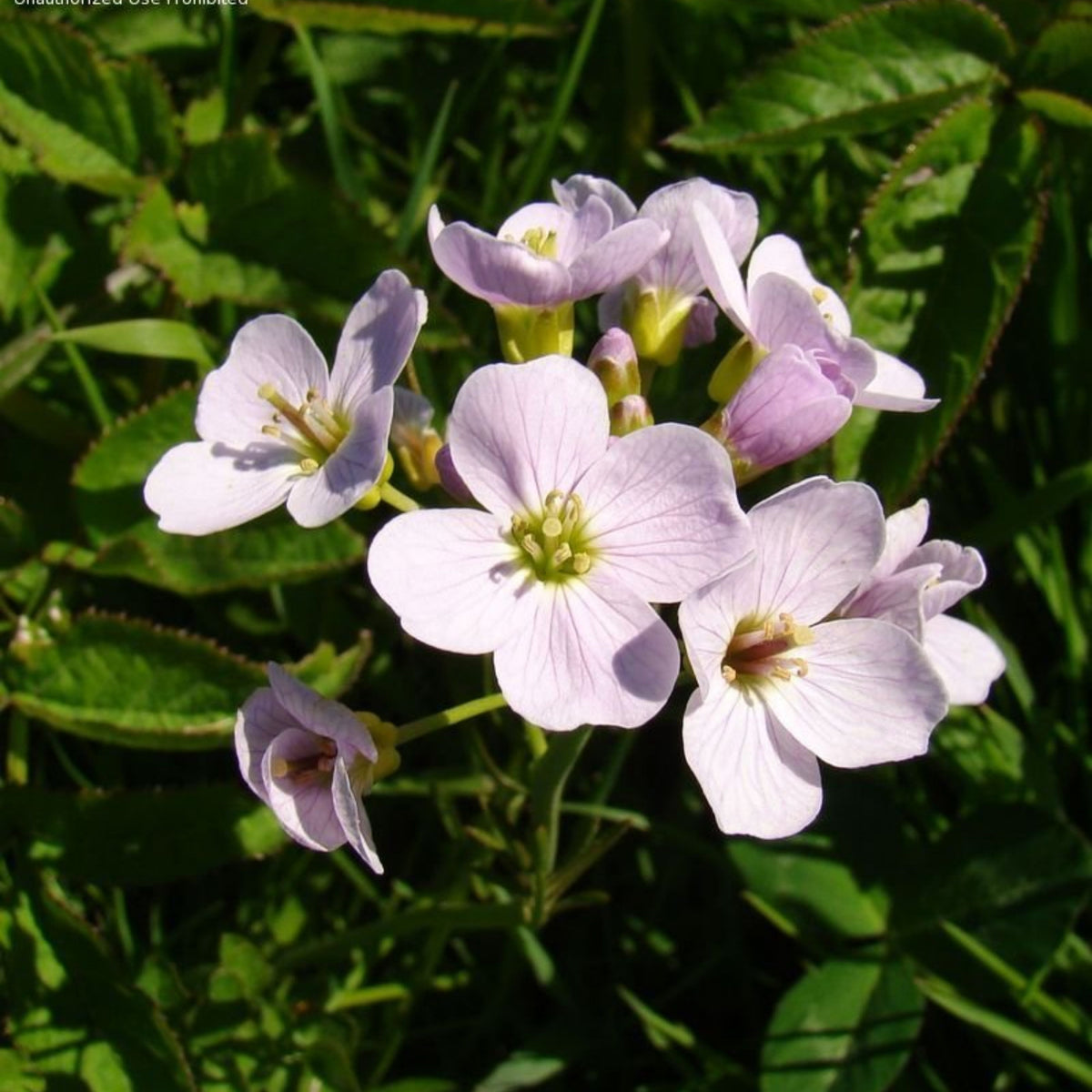 Compinkie Arabis Seeds - Early Blooming Perennial, 30 seeds