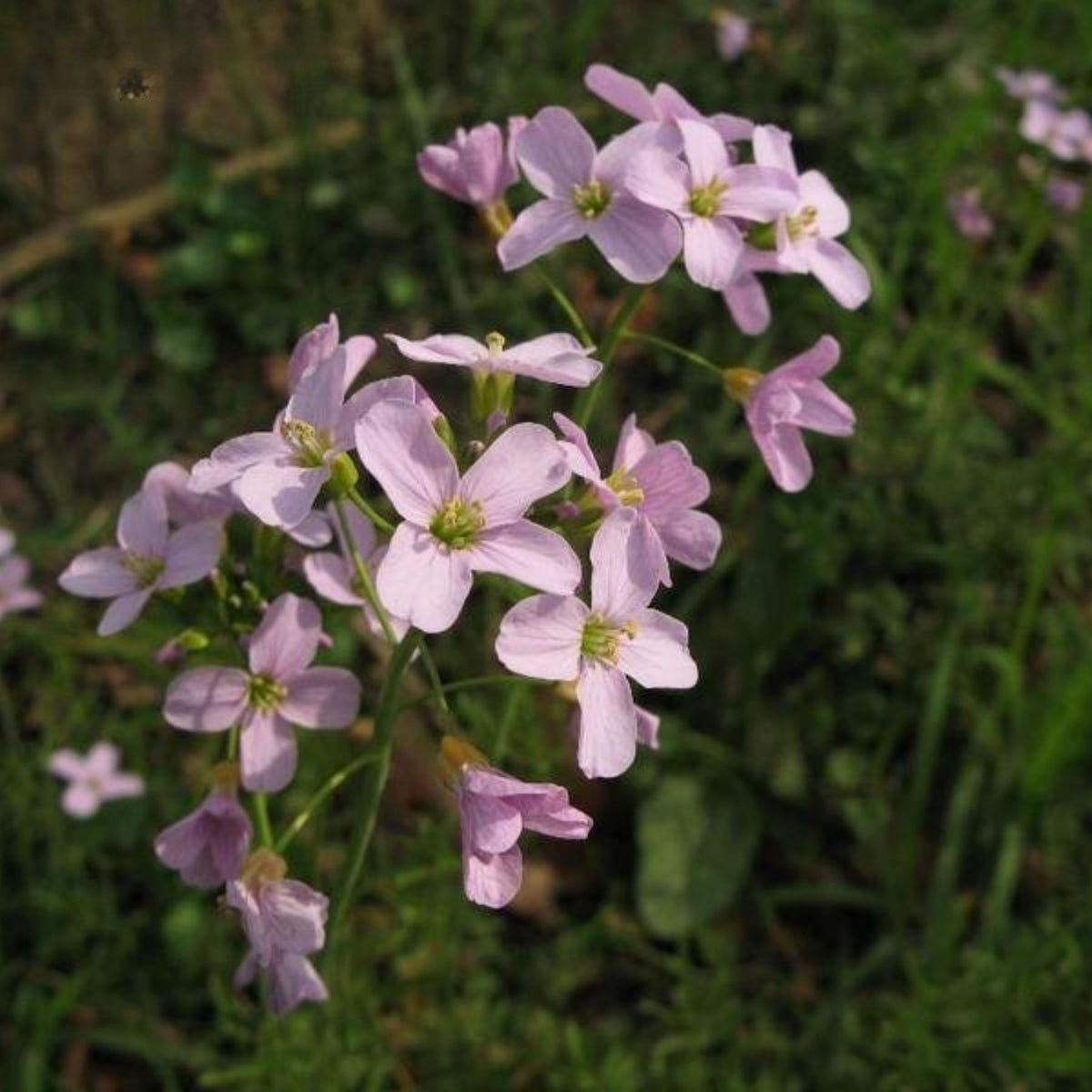 30s| Compinkie Arabis Seeds – Heirloom, Non-GMO, Early Blooming Perennial, Drought Tolerant, Easy to Grow Groundcover, Ideal for Rock Gardens, Borders, and Pollinator Gardens#8022