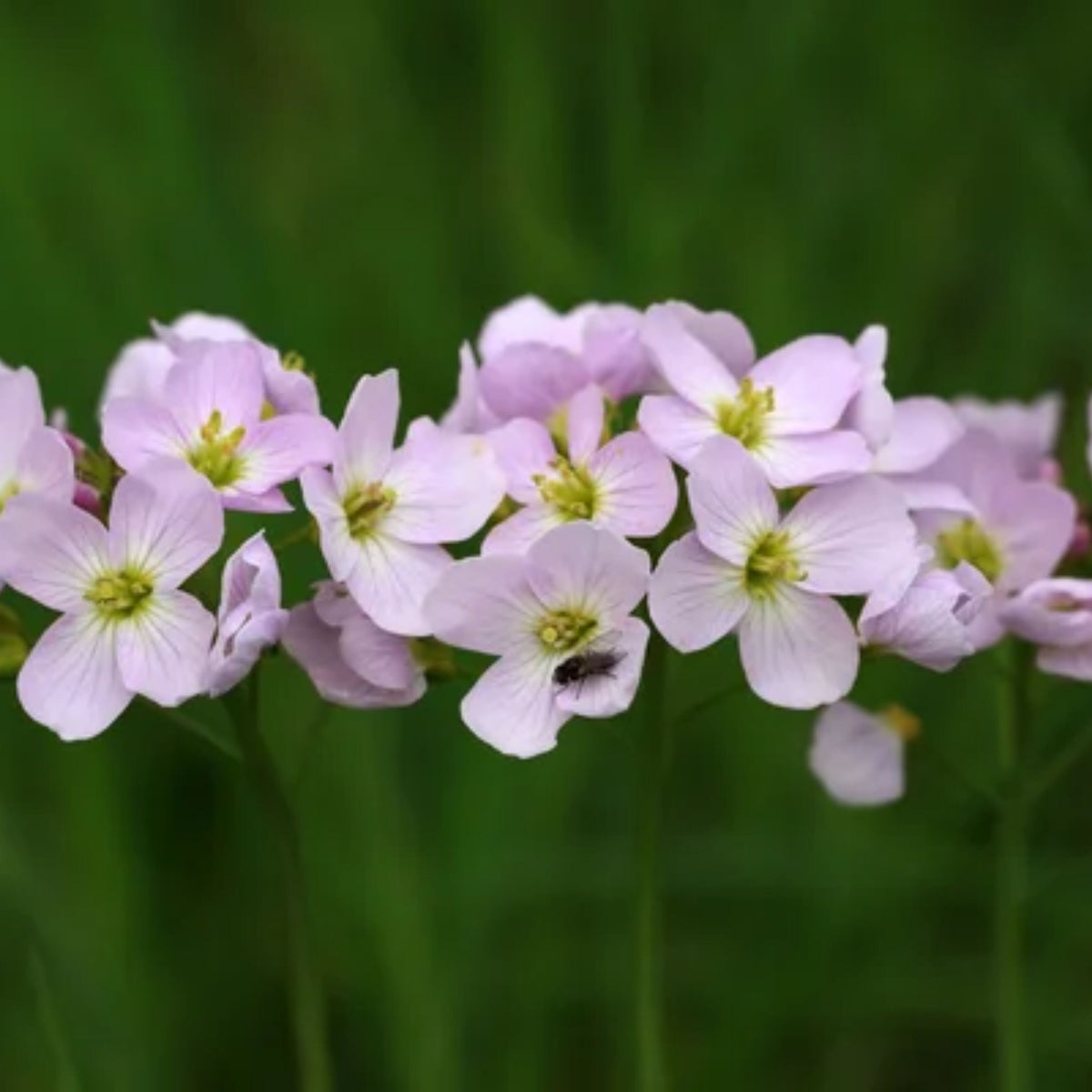 Compinkie Arabis Seeds - Early Blooming Perennial, 30 seeds