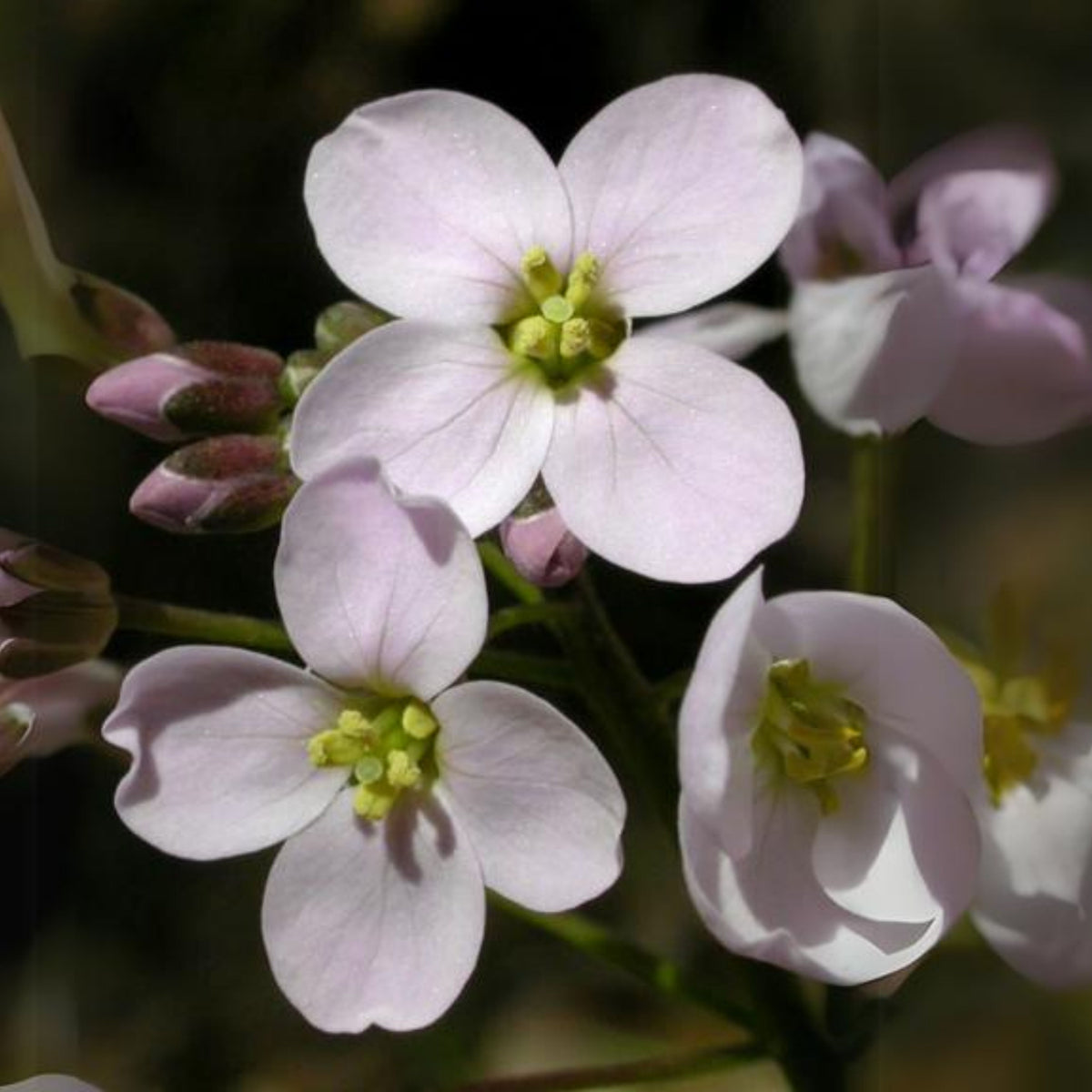 30s| Compinkie Arabis Seeds – Heirloom, Non-GMO, Early Blooming Perennial, Drought Tolerant, Easy to Grow Groundcover, Ideal for Rock Gardens, Borders, and Pollinator Gardens#8022