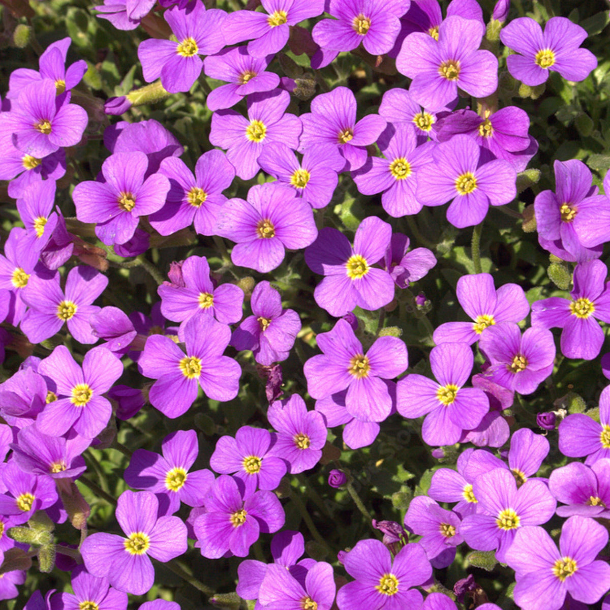 30s| Compinkie Arabis Seeds – Heirloom, Non-GMO, Early Blooming Perennial, Drought Tolerant, Easy to Grow Groundcover, Ideal for Rock Gardens, Borders, and Pollinator Gardens#8022