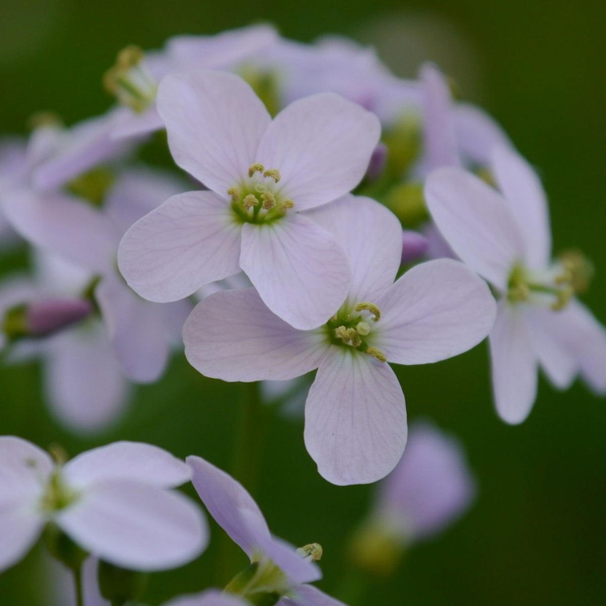 Compinkie Arabis Seeds - Early Blooming Perennial, 30 seeds