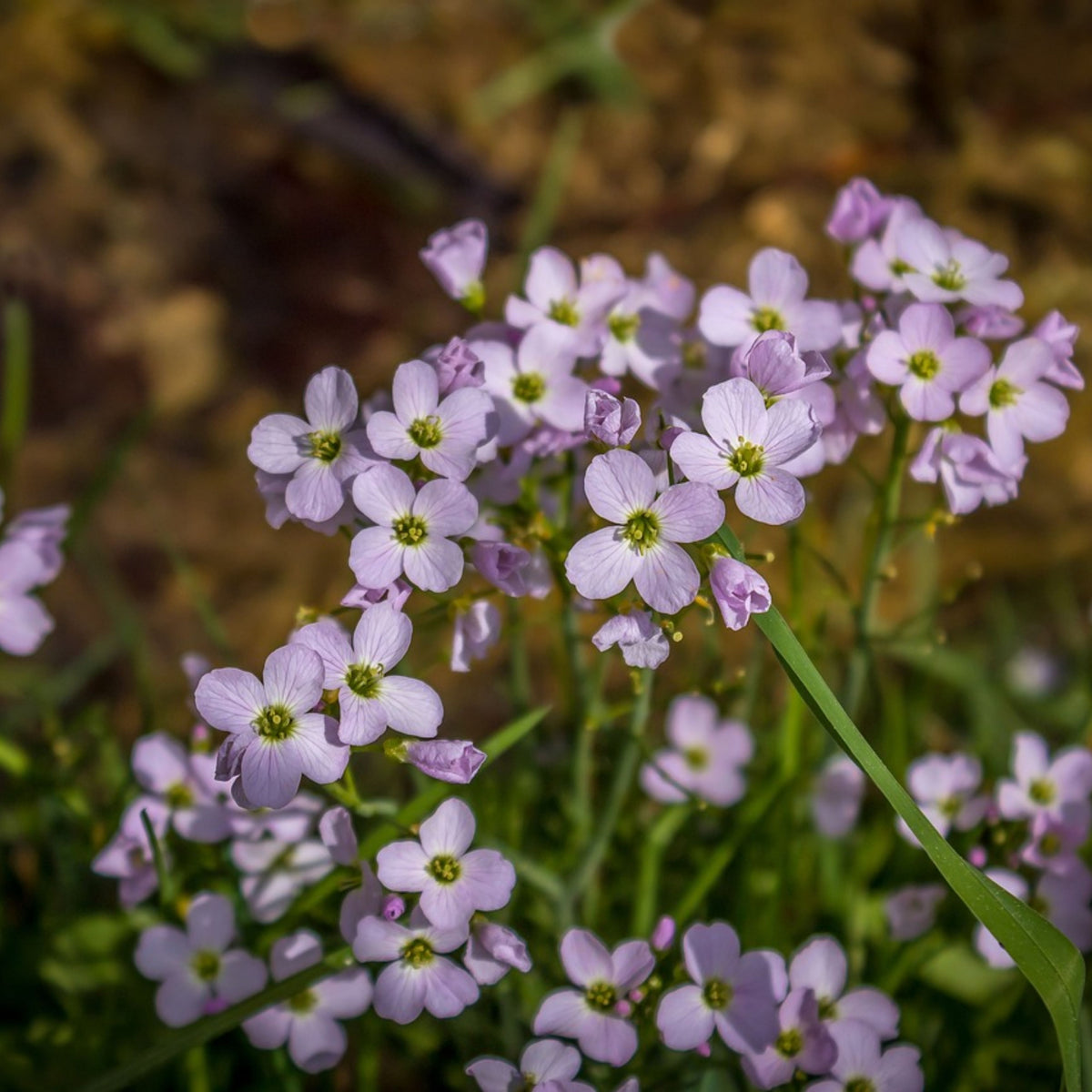 Compinkie Arabis Seeds - Early Blooming Perennial, 30 seeds