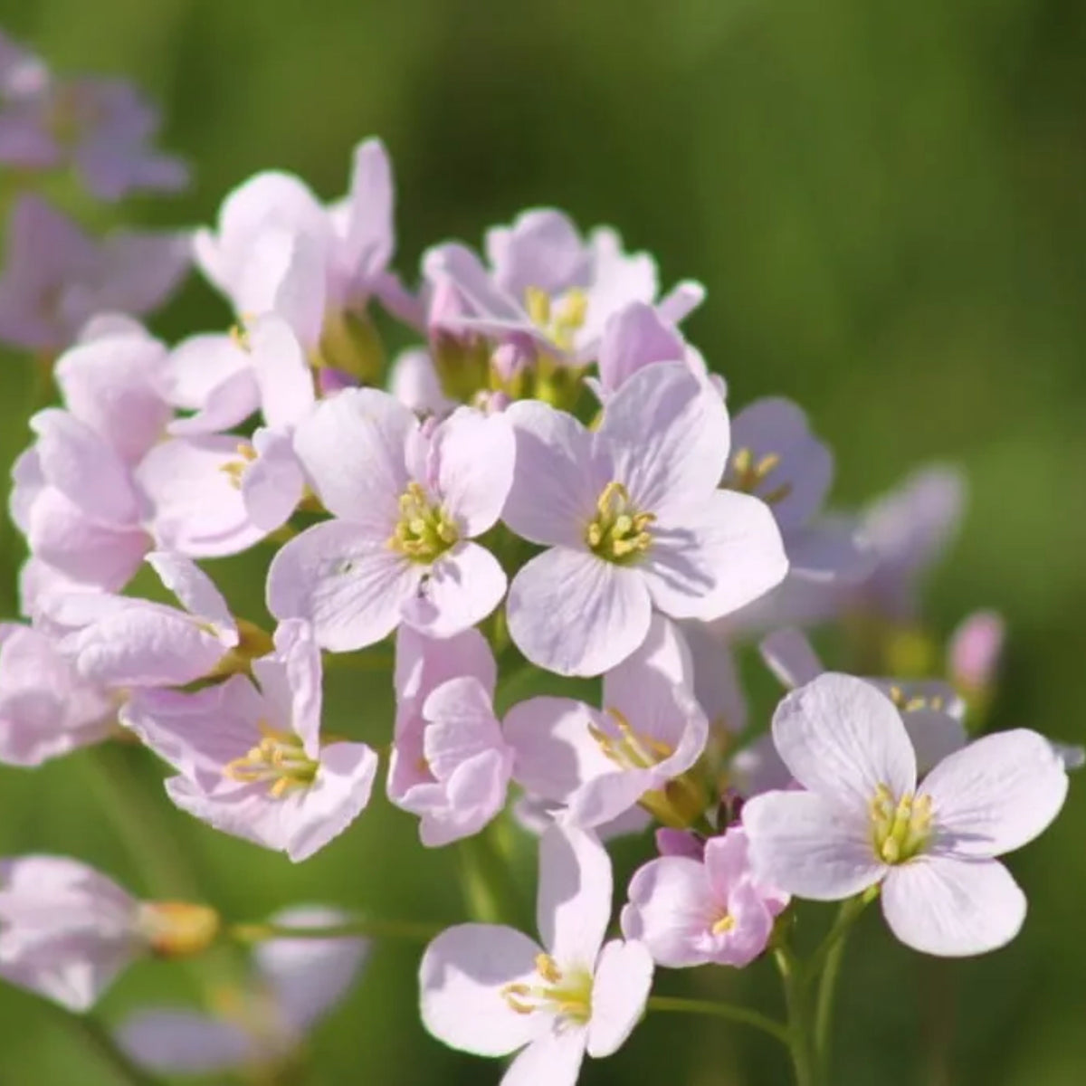 30s| Compinkie Arabis Seeds – Heirloom, Non-GMO, Early Blooming Perennial, Drought Tolerant, Easy to Grow Groundcover, Ideal for Rock Gardens, Borders, and Pollinator Gardens#8022