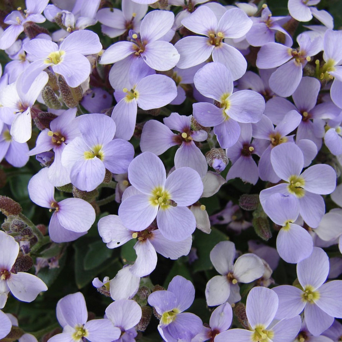 30s| Compinkie Arabis Seeds – Heirloom, Non-GMO, Early Blooming Perennial, Drought Tolerant, Easy to Grow Groundcover, Ideal for Rock Gardens, Borders, and Pollinator Gardens#8022