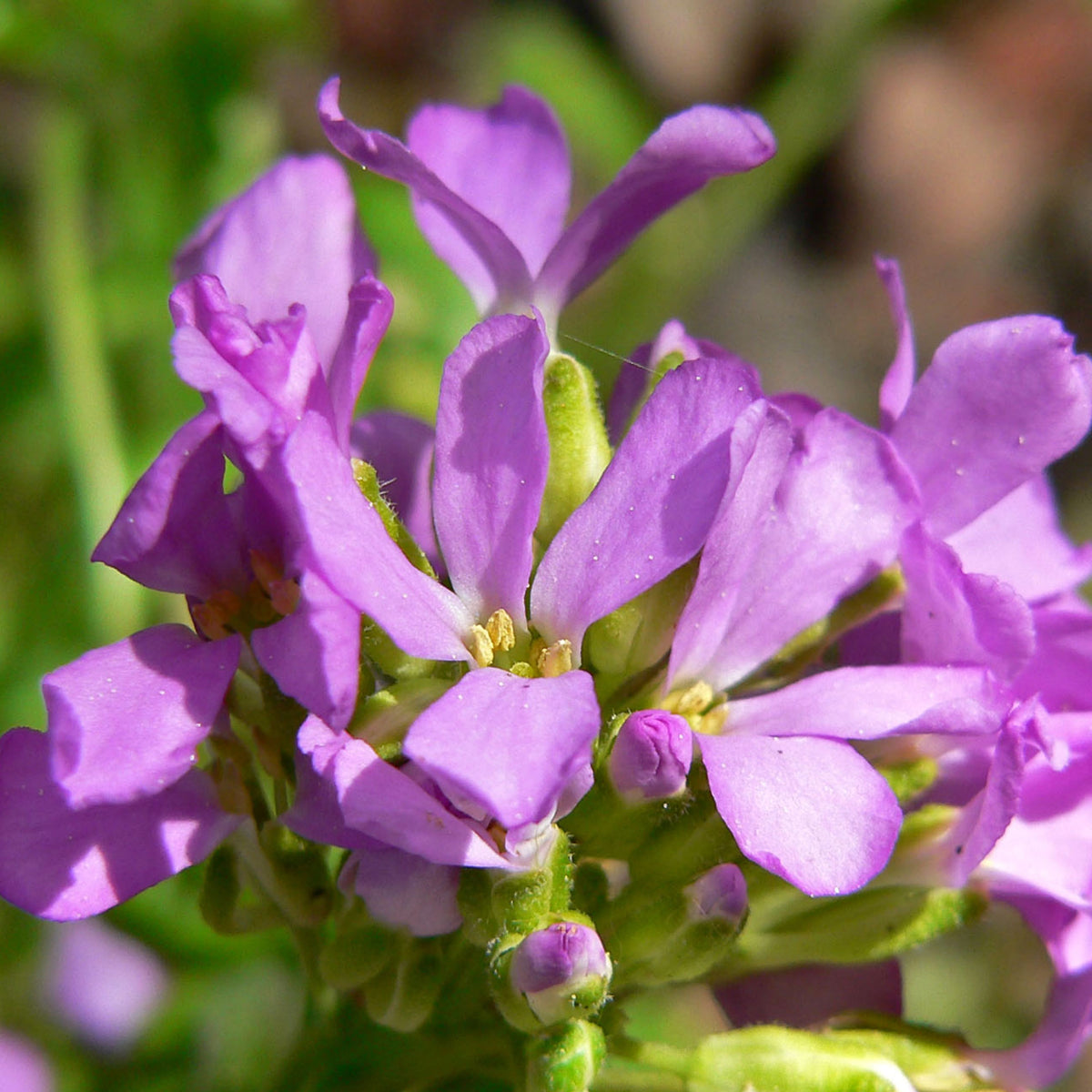 30s| Spring Charm Arabis Seeds – Heirloom, Non-GMO, Early Blooming Perennial, Drought Tolerant, Easy to Grow Groundcover, Ideal for Rock Gardens, Borders, and Pollinator Gardens #8023