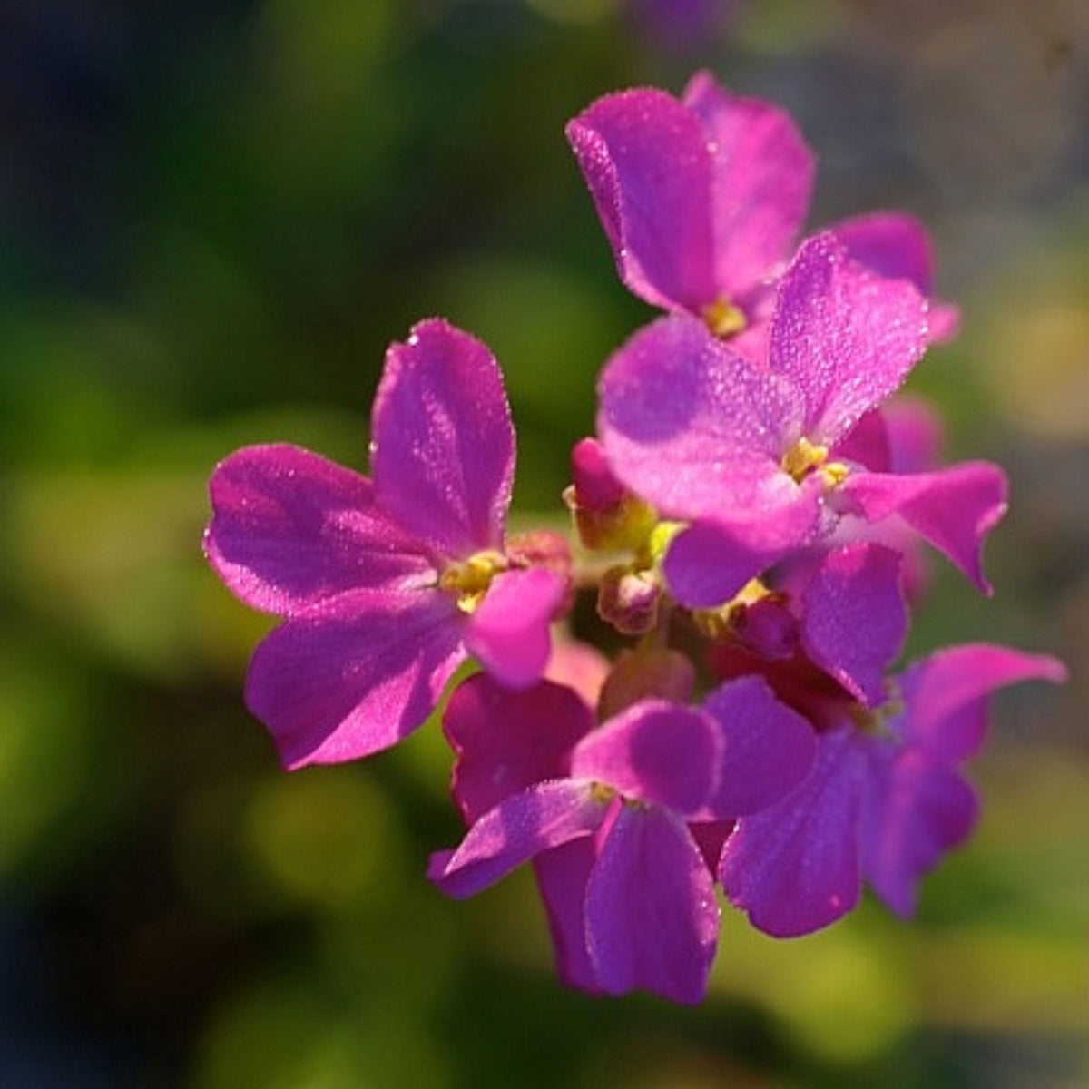 Spring Charm Arabis Seeds - Early Blooming Perennial, 30 seeds