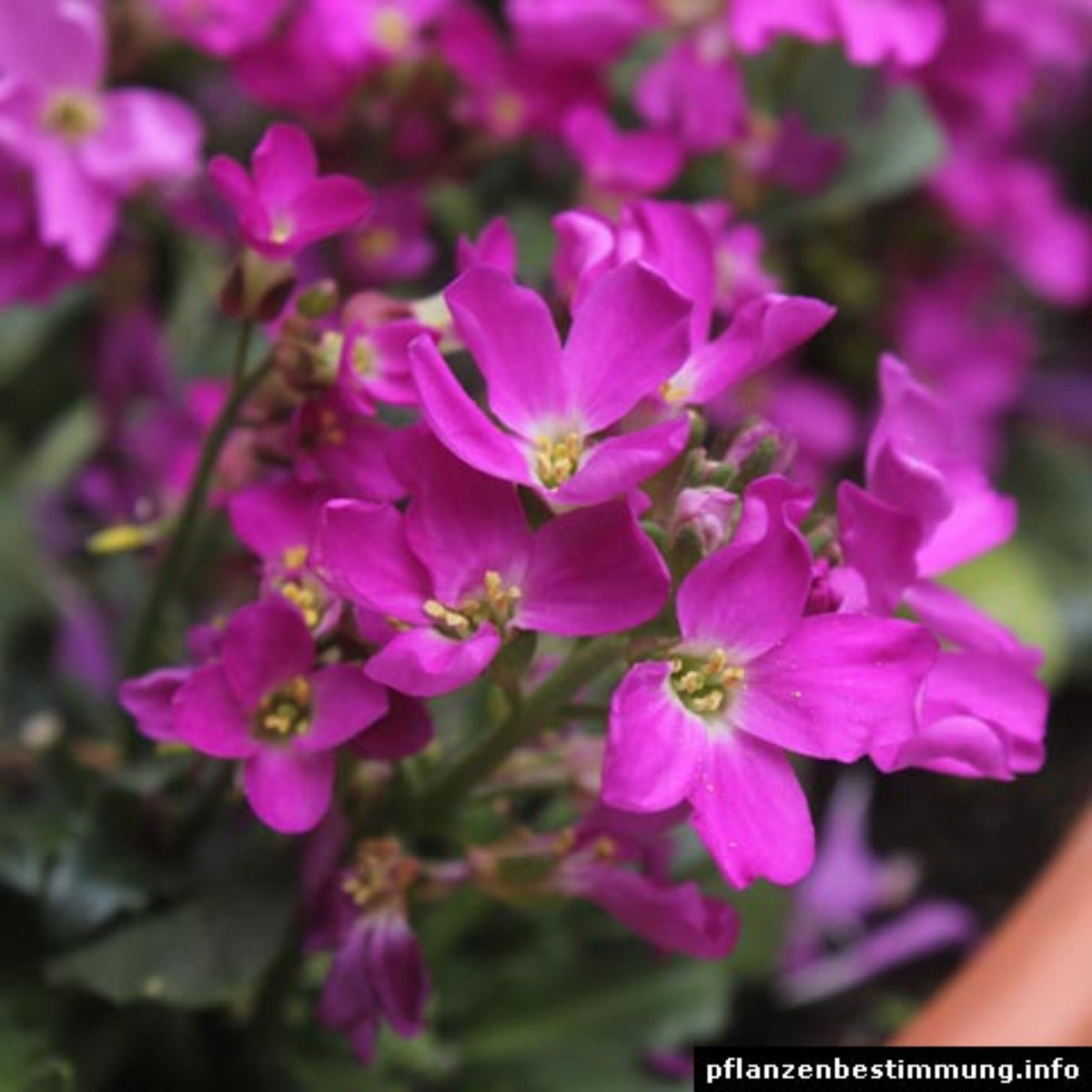 Spring Charm Arabis Seeds - Early Blooming Perennial, 30 seeds