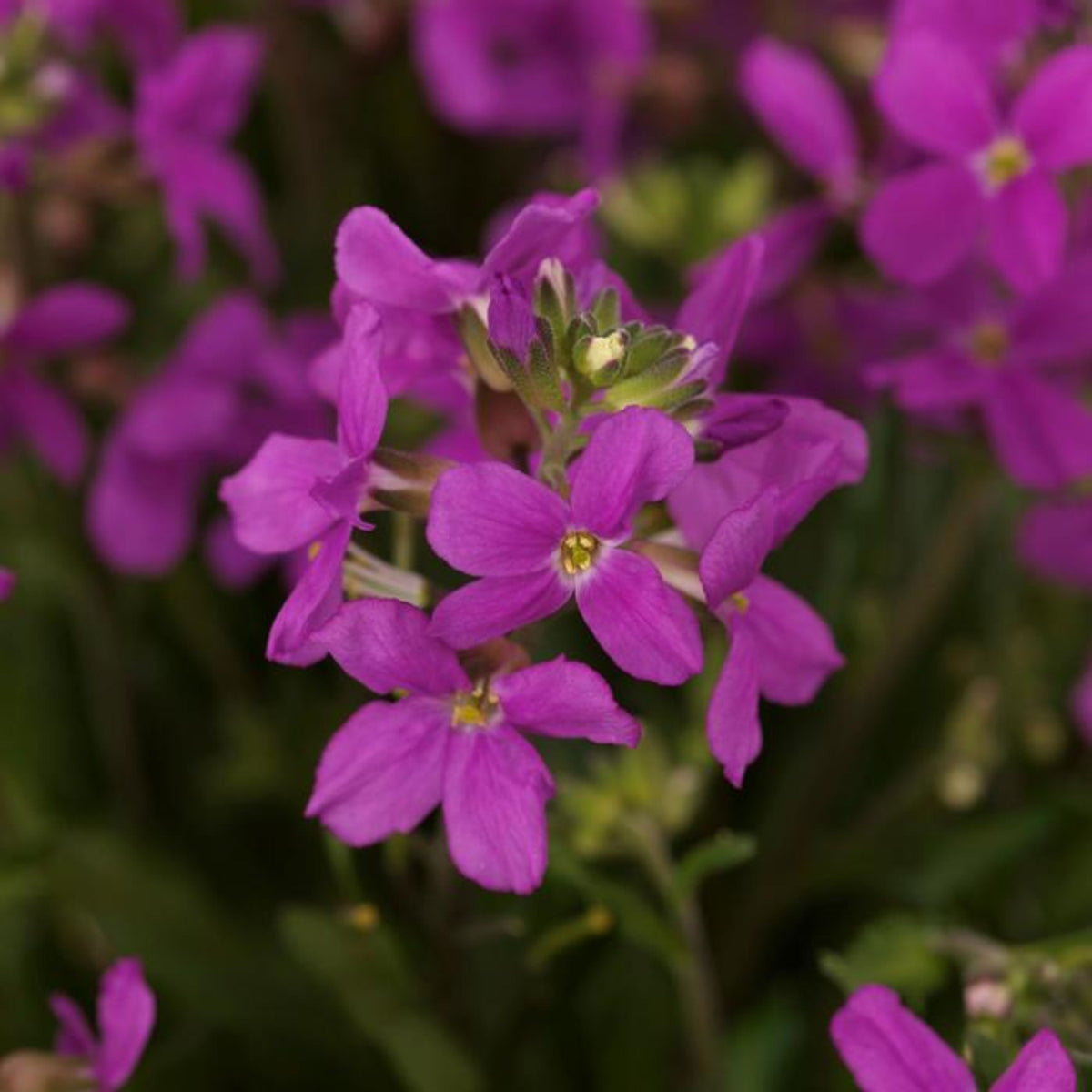 Spring Charm Arabis Seeds - Early Blooming Perennial, 30 seeds