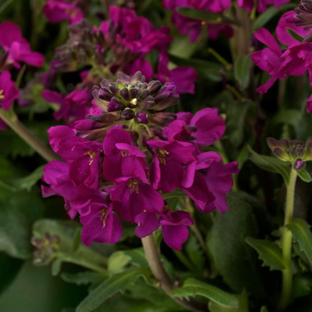 Spring Charm Arabis Seeds - Early Blooming Perennial, 30 seeds
