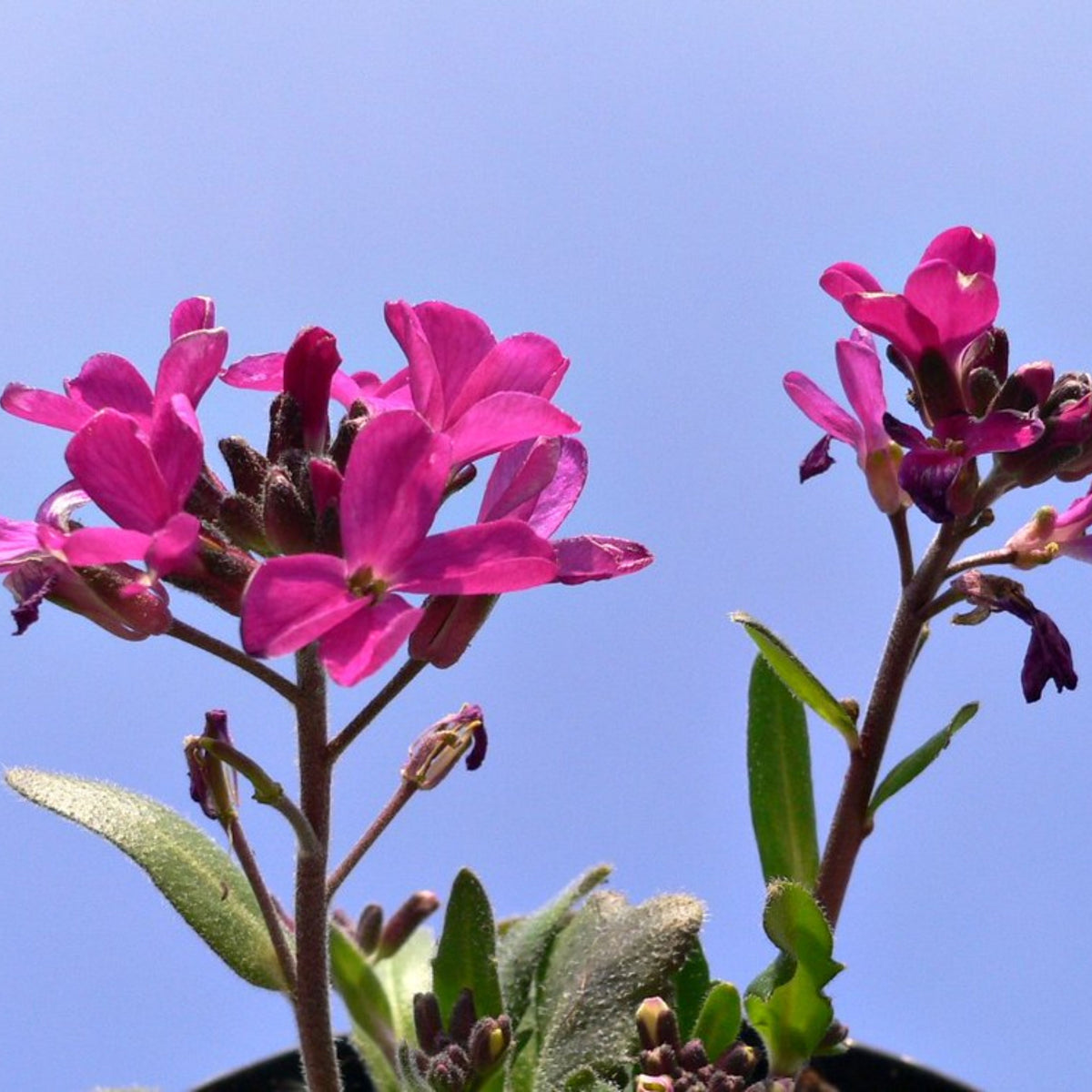 Spring Charm Arabis Seeds - Early Blooming Perennial, 30 seeds