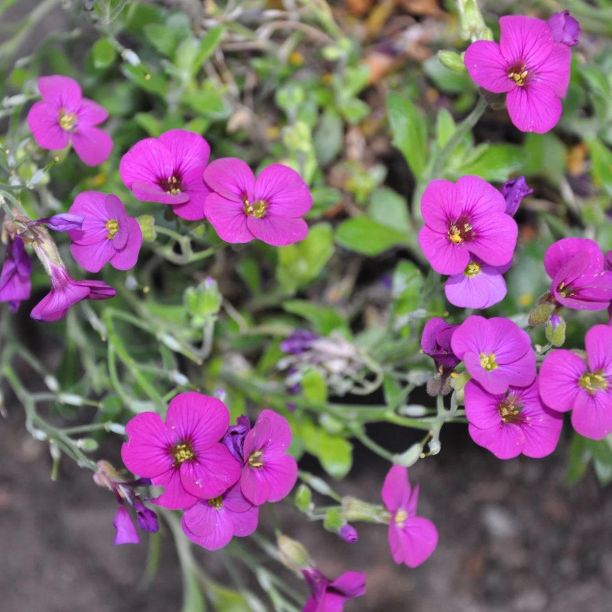 Spring Charm Arabis Seeds - Early Blooming Perennial, 30 seeds
