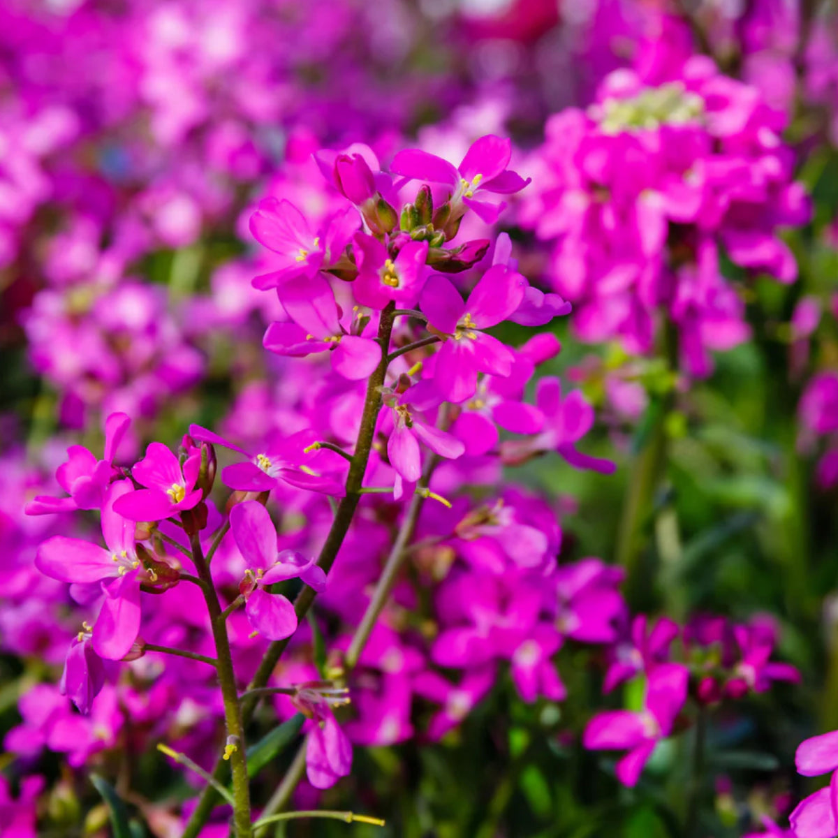 30s| Spring Charm Arabis Seeds – Heirloom, Non-GMO, Early Blooming Perennial, Drought Tolerant, Easy to Grow Groundcover, Ideal for Rock Gardens, Borders, and Pollinator Gardens #8023