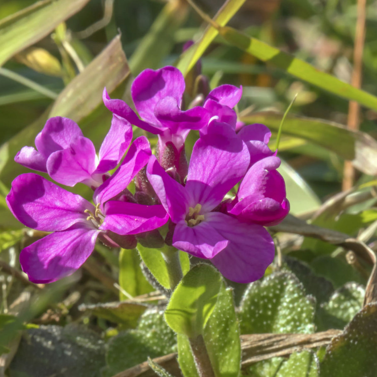 Spring Charm Arabis Seeds - Early Blooming Perennial, 30 seeds
