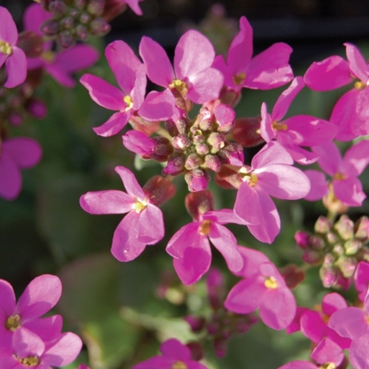 30s| Spring Charm Arabis Seeds – Heirloom, Non-GMO, Early Blooming Perennial, Drought Tolerant, Easy to Grow Groundcover, Ideal for Rock Gardens, Borders, and Pollinator Gardens #8023