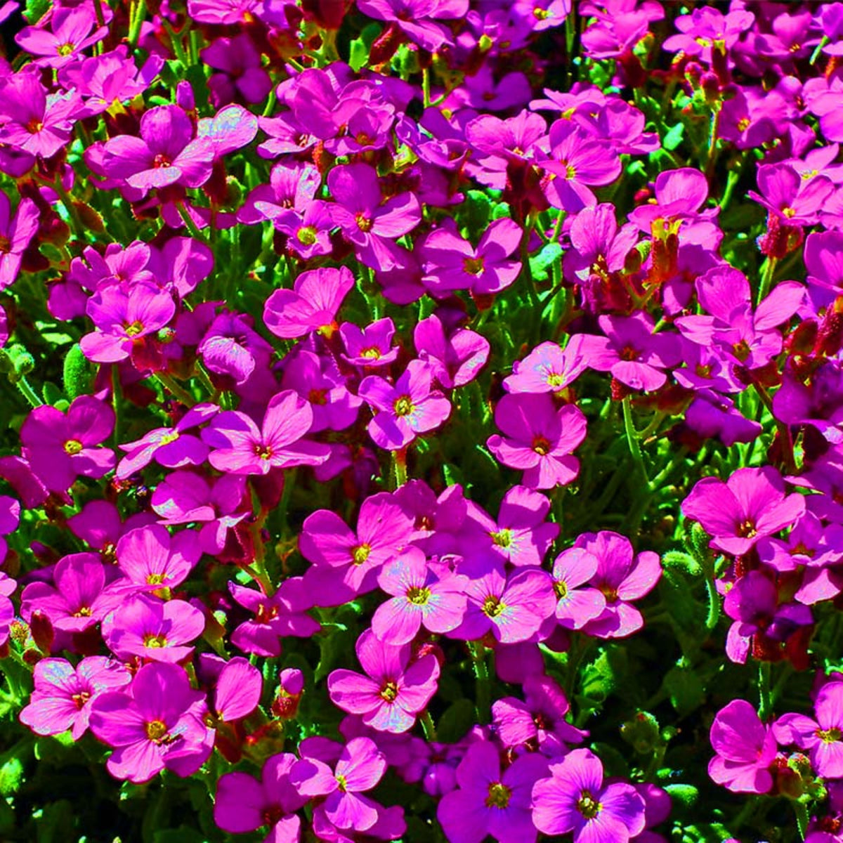 Spring Charm Arabis Seeds - Early Blooming Perennial, 30 seeds