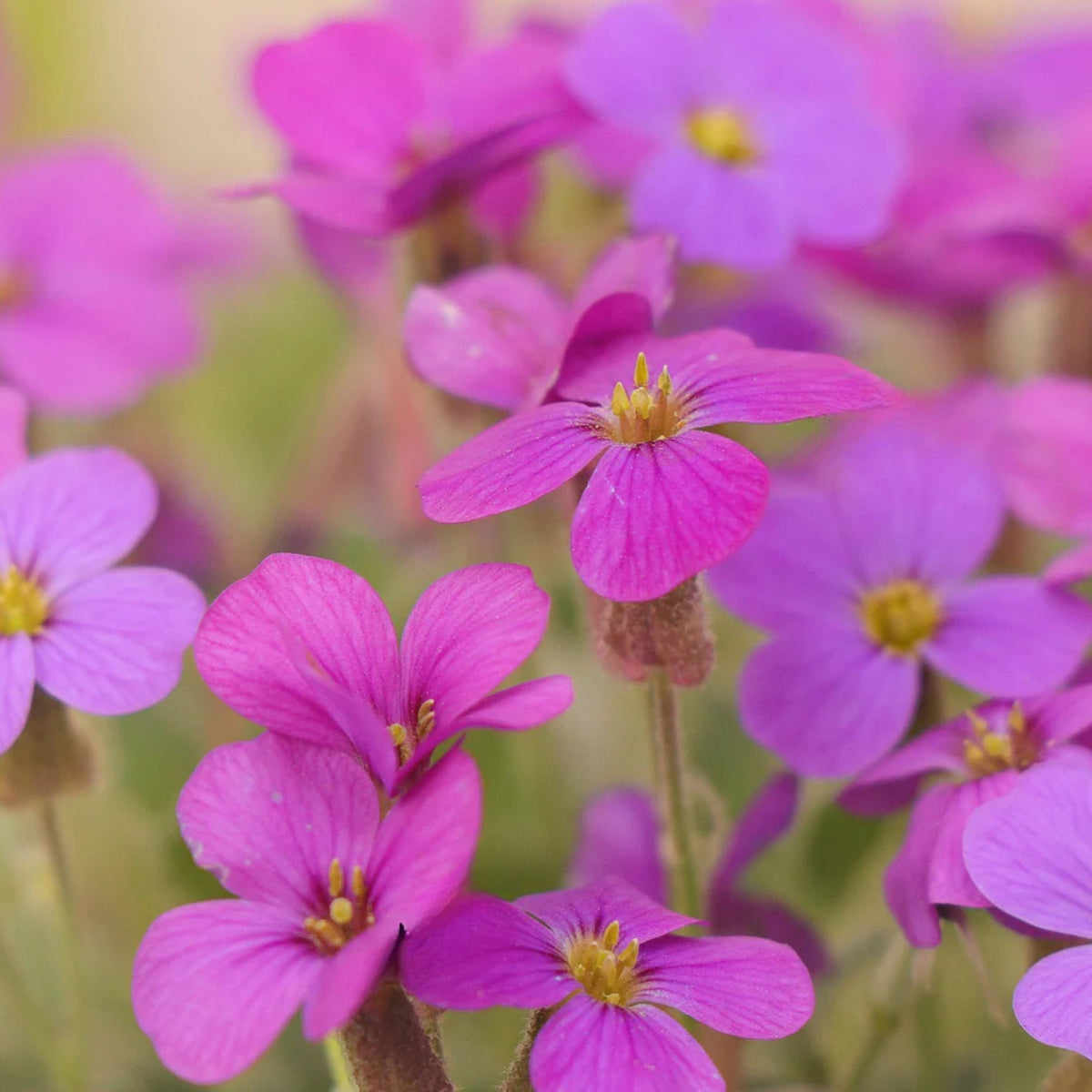 Spring Charm Arabis Seeds - Early Blooming Perennial, 30 seeds