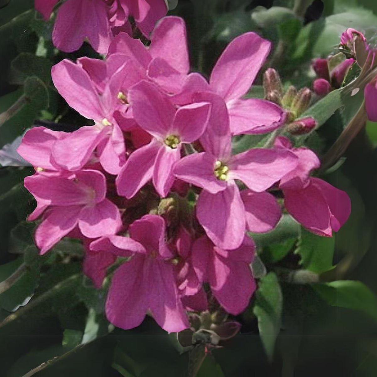 Spring Charm Arabis Seeds - Early Blooming Perennial, 30 seeds