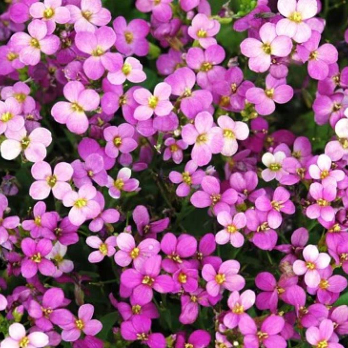 30s| Spring Charm Arabis Seeds – Heirloom, Non-GMO, Early Blooming Perennial, Drought Tolerant, Easy to Grow Groundcover, Ideal for Rock Gardens, Borders, and Pollinator Gardens #8023