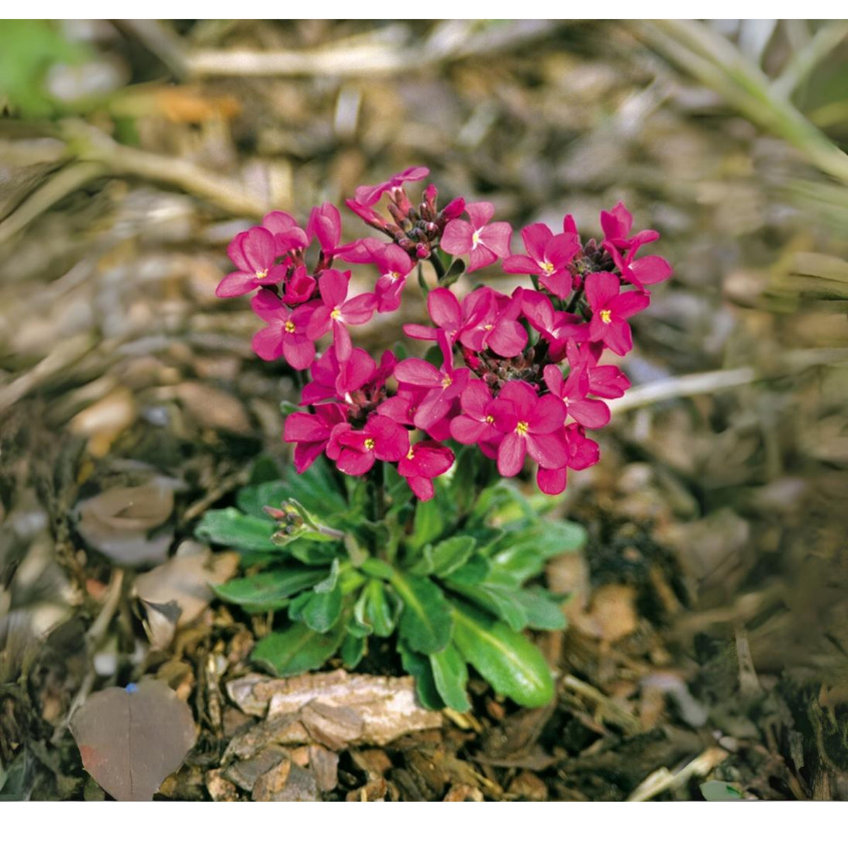 Red Rock Cress Seeds - Early Blooming Perennial, 30 seeds