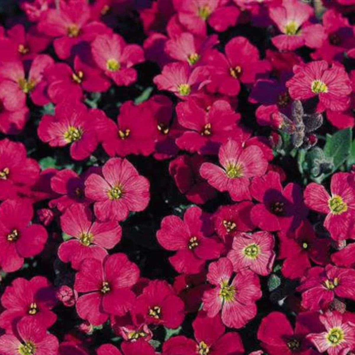 Red Rock Cress Seeds - Early Blooming Perennial, 30 seeds