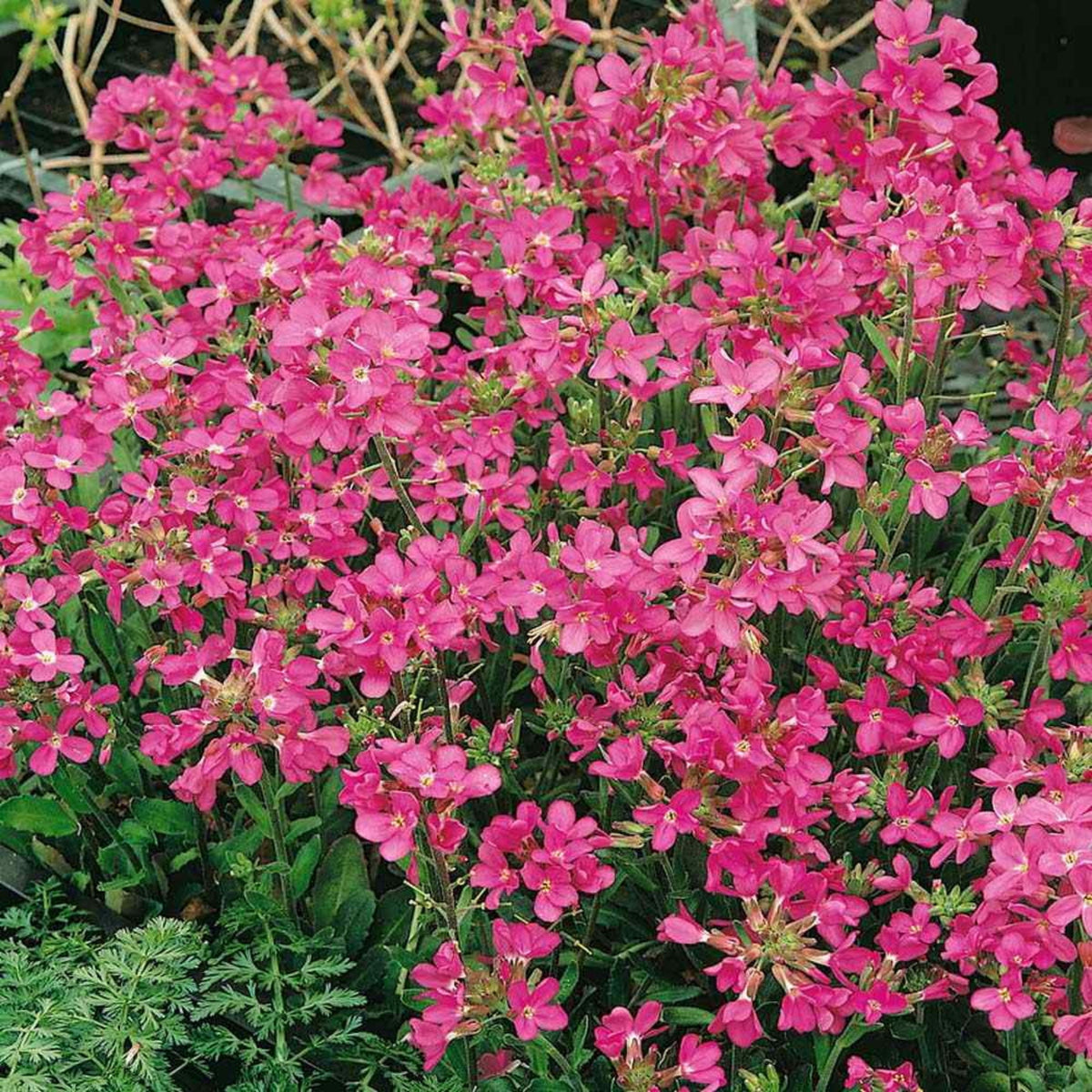 30s| Red Rock Cress Seeds – Heirloom, Non-GMO, Early Blooming Perennial, Drought Tolerant, Easy to Grow Groundcover, Ideal for Rock Gardens, Borders, and Pollinator Gardens#8024