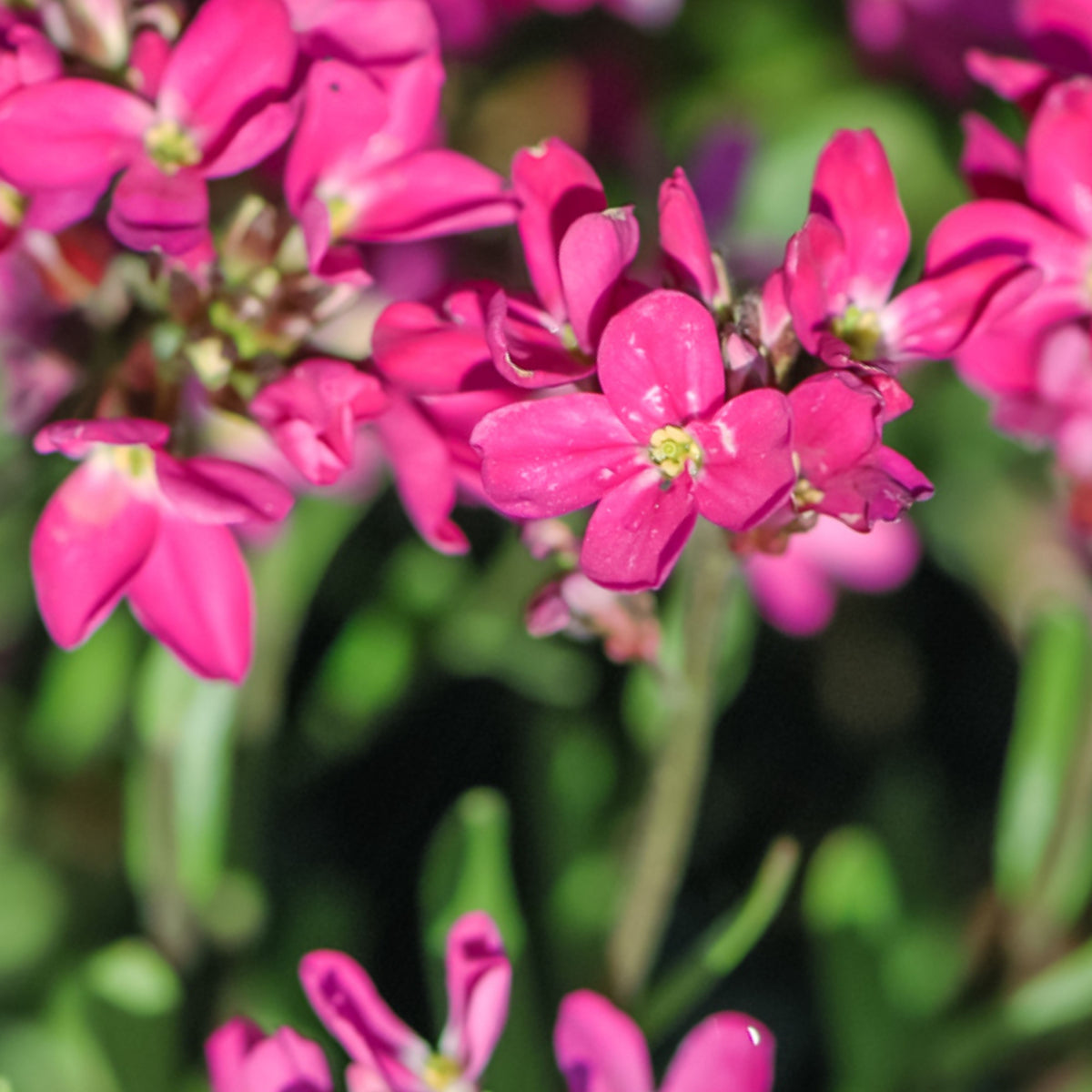Red Rock Cress Seeds - Early Blooming Perennial, 30 seeds