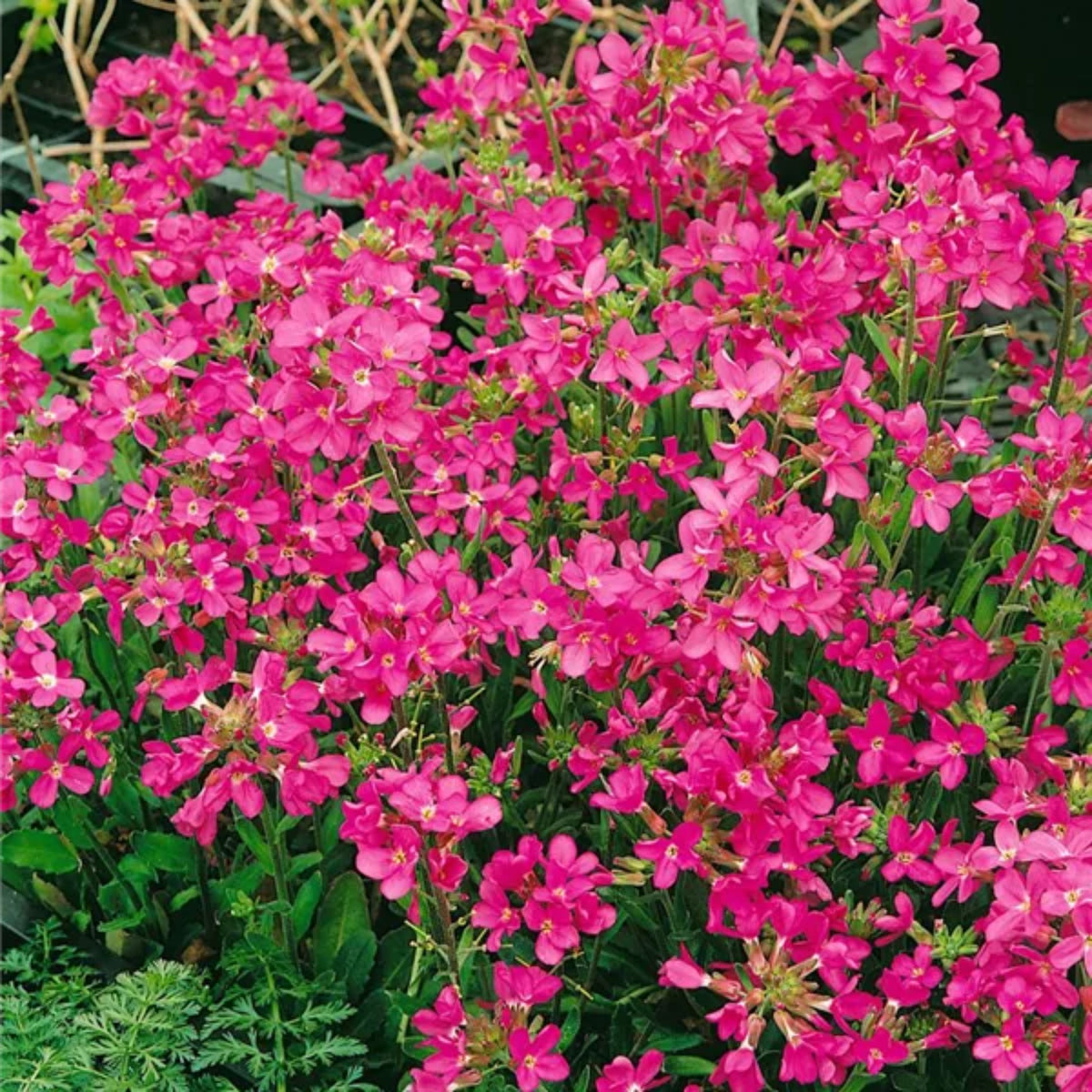 30s| Red Rock Cress Seeds – Heirloom, Non-GMO, Early Blooming Perennial, Drought Tolerant, Easy to Grow Groundcover, Ideal for Rock Gardens, Borders, and Pollinator Gardens#8024