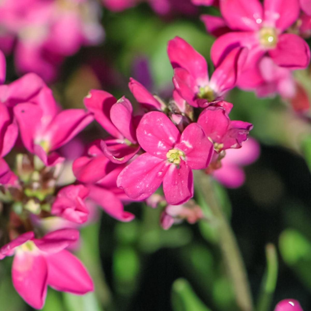 Red Rock Cress Seeds - Early Blooming Perennial, 30 seeds