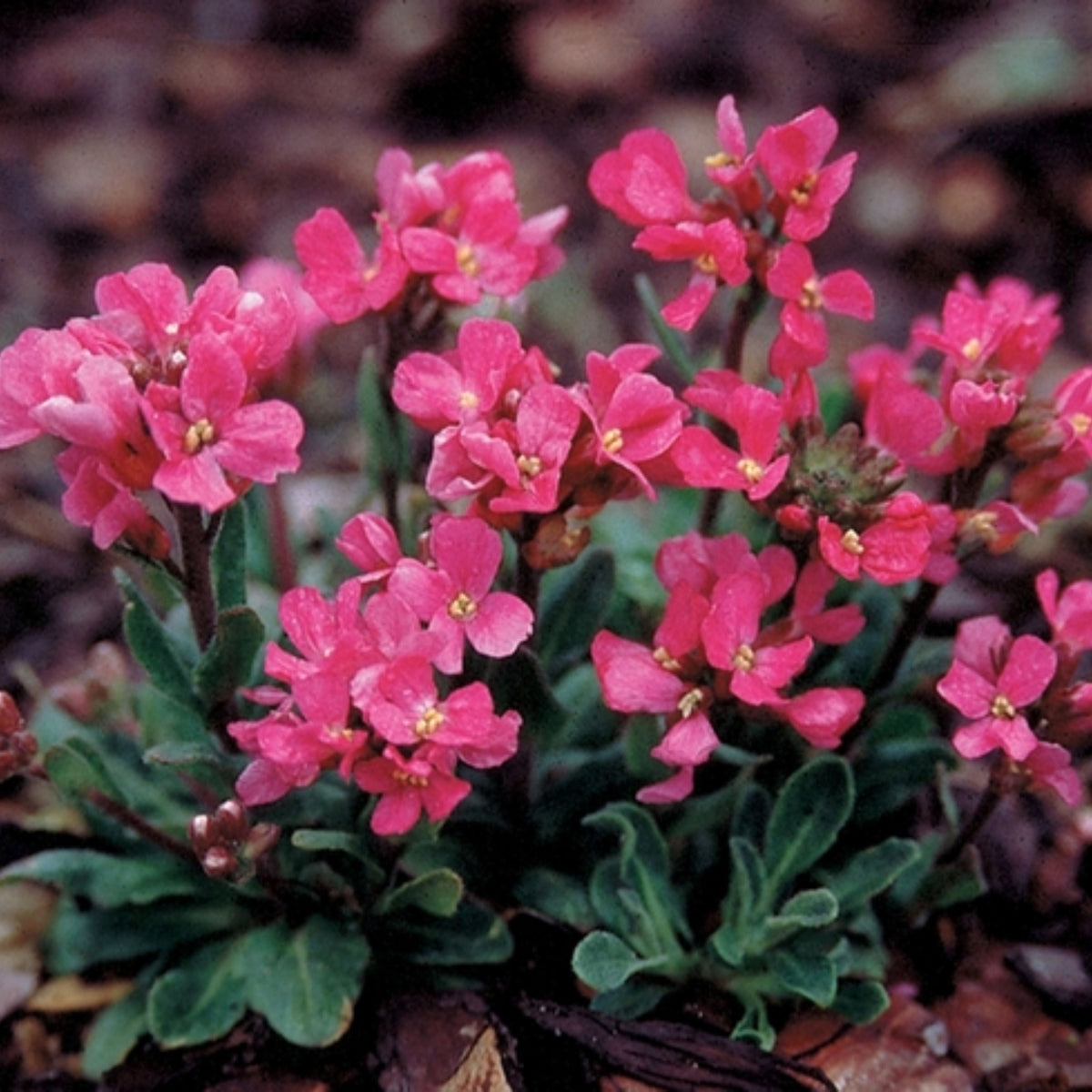 30s| Red Rock Cress Seeds – Heirloom, Non-GMO, Early Blooming Perennial, Drought Tolerant, Easy to Grow Groundcover, Ideal for Rock Gardens, Borders, and Pollinator Gardens#8024