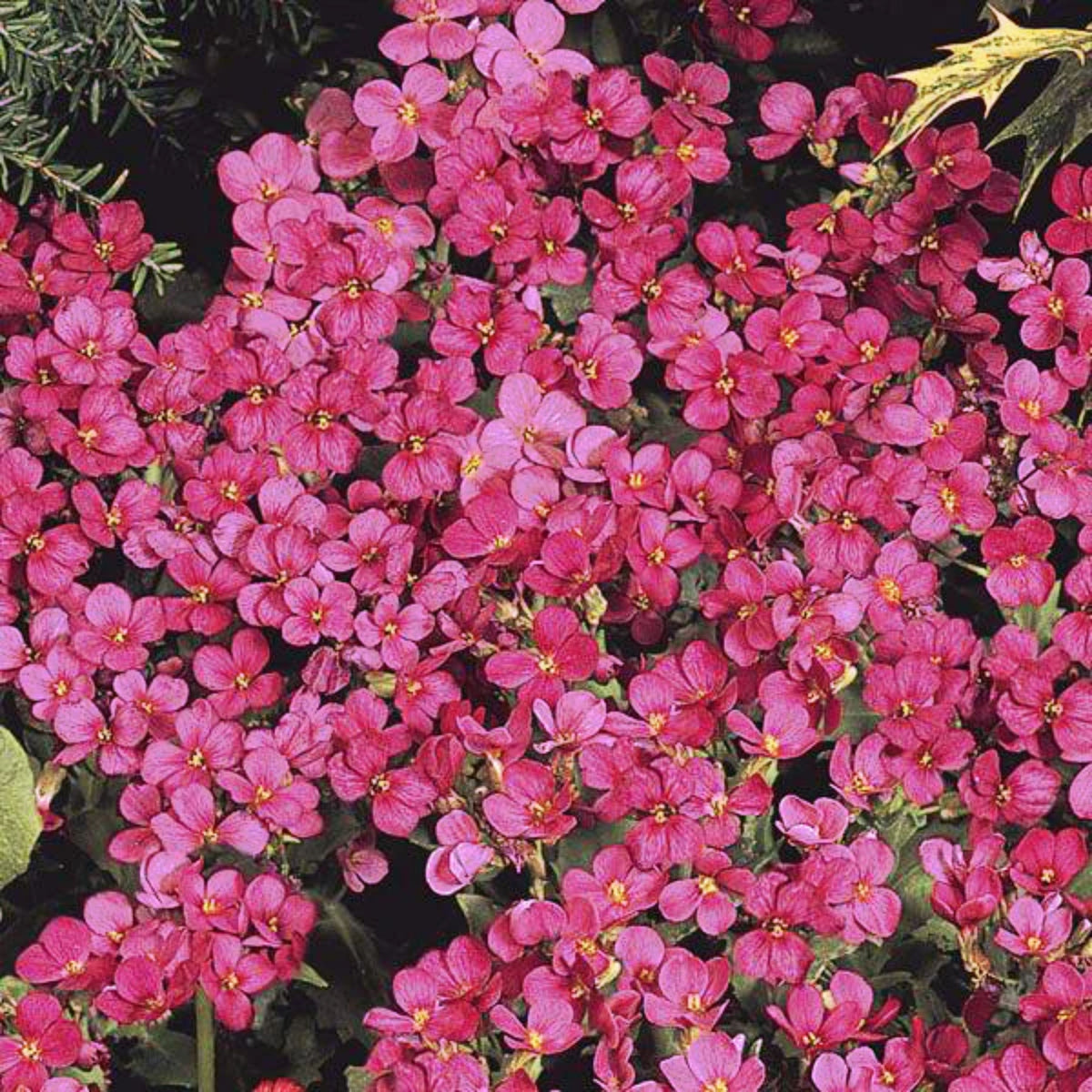 30s| Red Rock Cress Seeds – Heirloom, Non-GMO, Early Blooming Perennial, Drought Tolerant, Easy to Grow Groundcover, Ideal for Rock Gardens, Borders, and Pollinator Gardens#8024