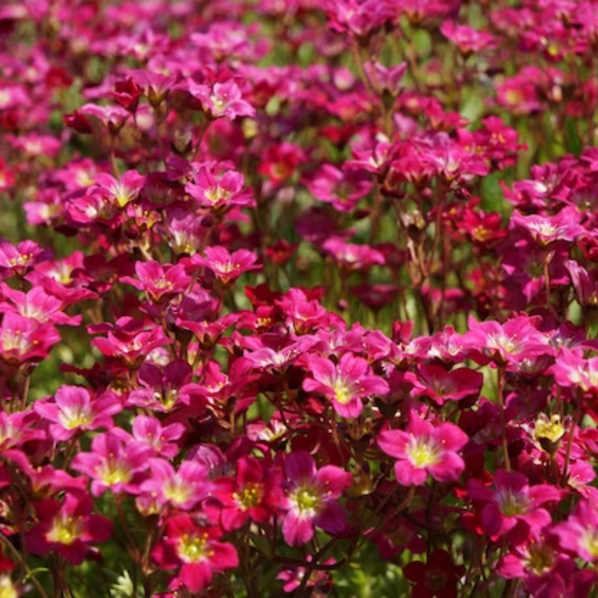 Red Rock Cress Seeds - Early Blooming Perennial, 30 seeds