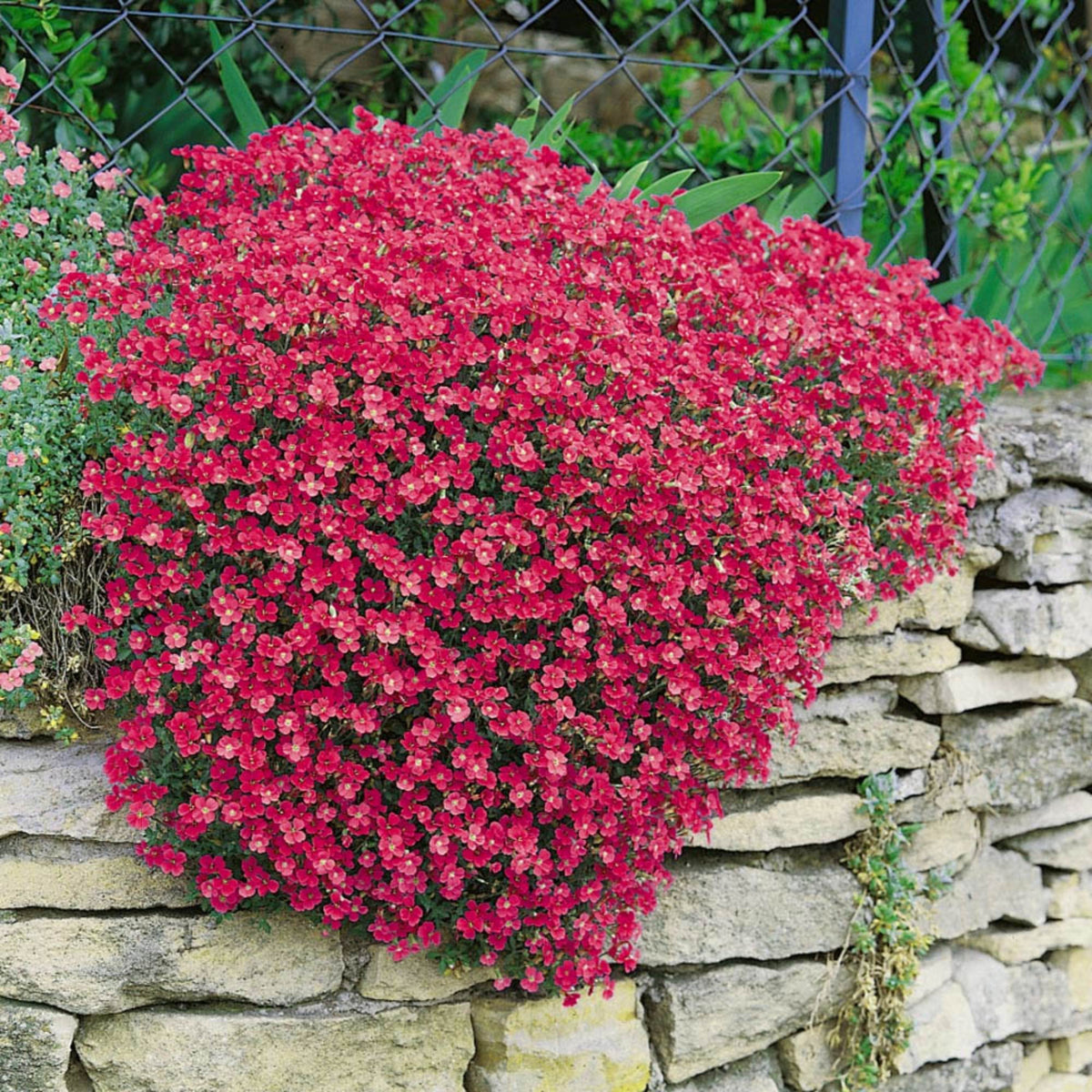 30s| Red Rock Cress Seeds – Heirloom, Non-GMO, Early Blooming Perennial, Drought Tolerant, Easy to Grow Groundcover, Ideal for Rock Gardens, Borders, and Pollinator Gardens#8024