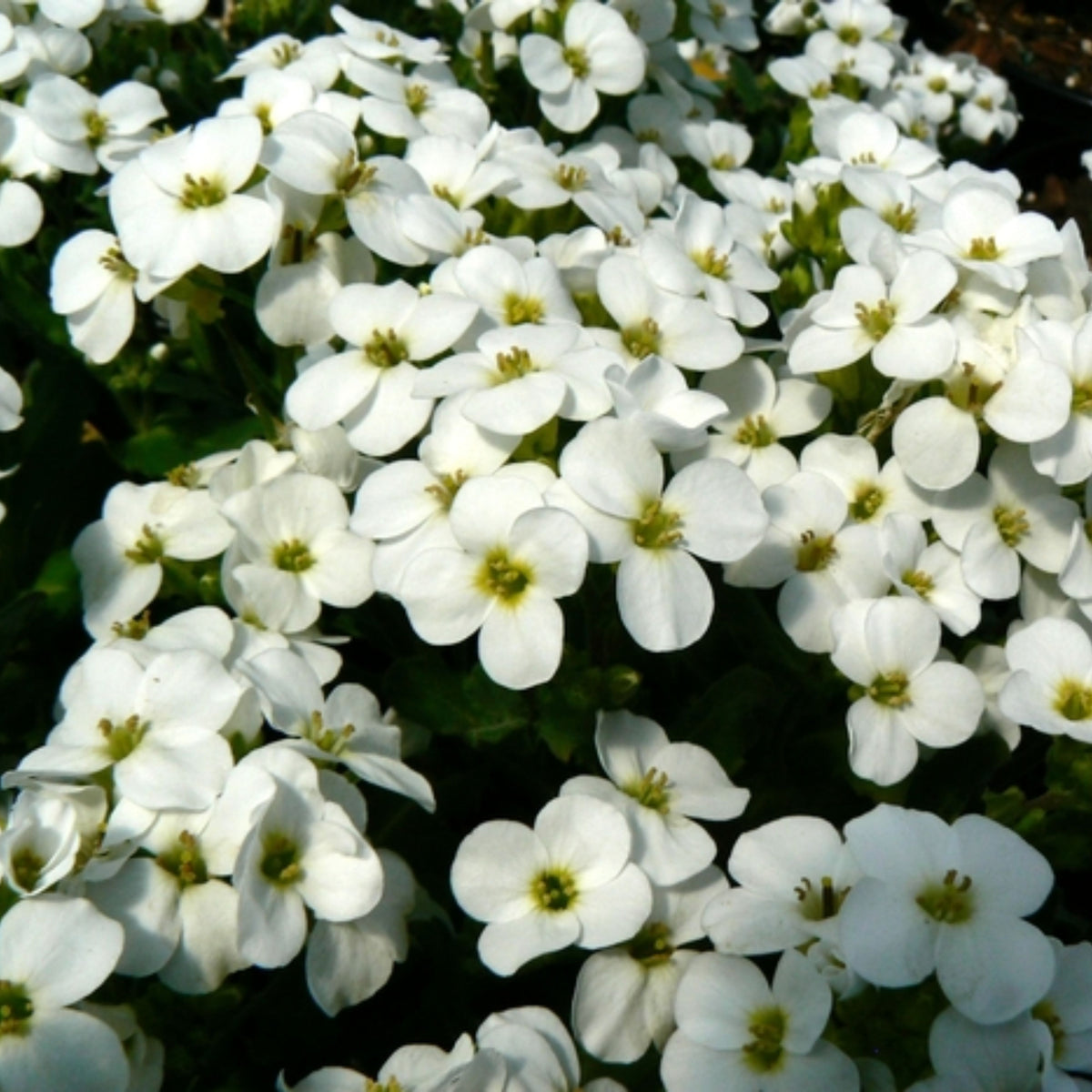 30s| Arabis Mix Seeds– Heirloom, Non-GMO, Early Blooming Perennial, Drought Tolerant, Easy to Grow Groundcover, Ideal for Rock Gardens, Borders, and Pollinator Gardens#8025