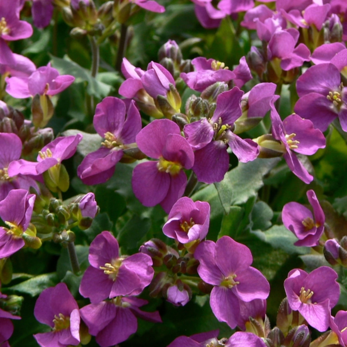 30s| Arabis Mix Seeds– Heirloom, Non-GMO, Early Blooming Perennial, Drought Tolerant, Easy to Grow Groundcover, Ideal for Rock Gardens, Borders, and Pollinator Gardens#8025