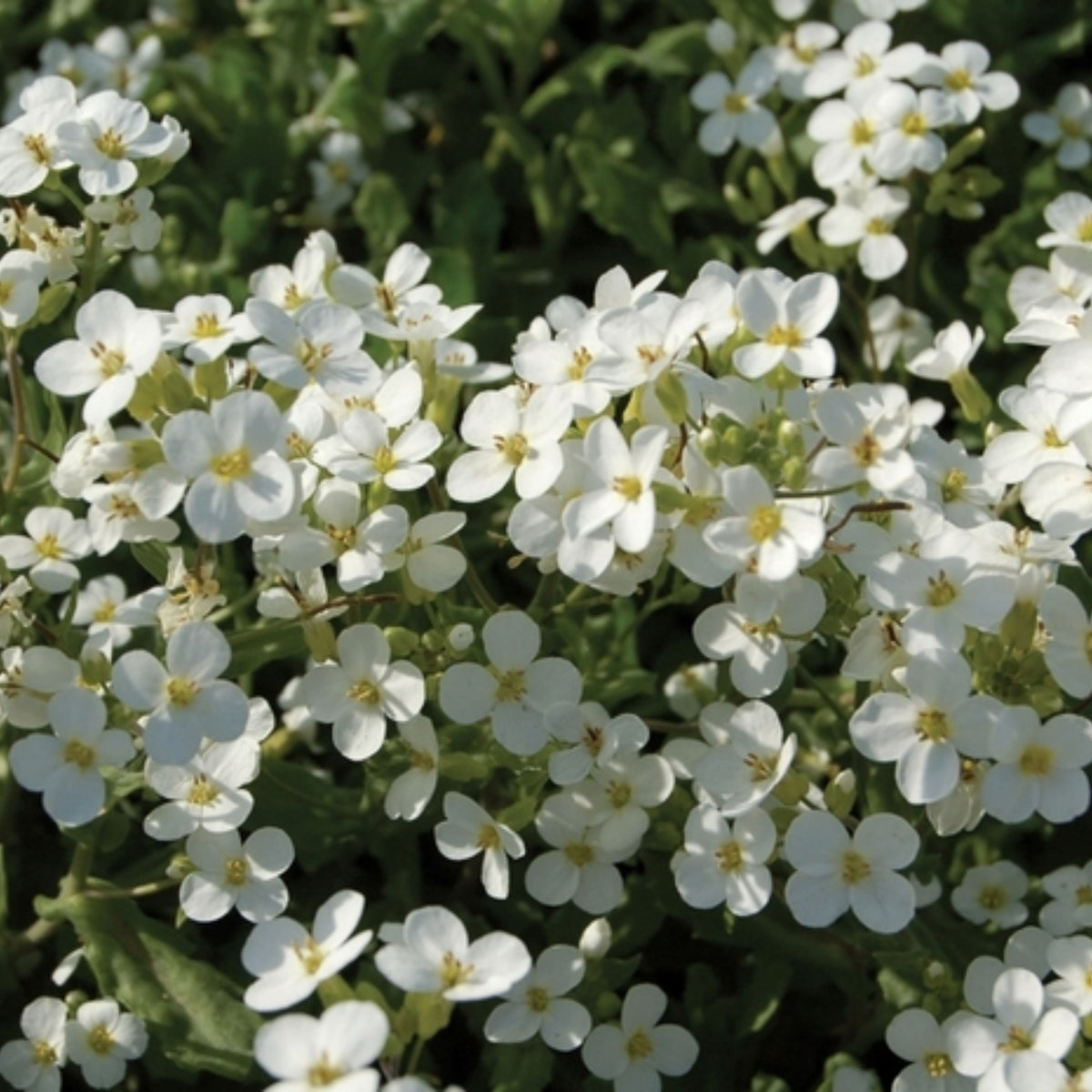 30s| Arabis Mix Seeds– Heirloom, Non-GMO, Early Blooming Perennial, Drought Tolerant, Easy to Grow Groundcover, Ideal for Rock Gardens, Borders, and Pollinator Gardens#8025