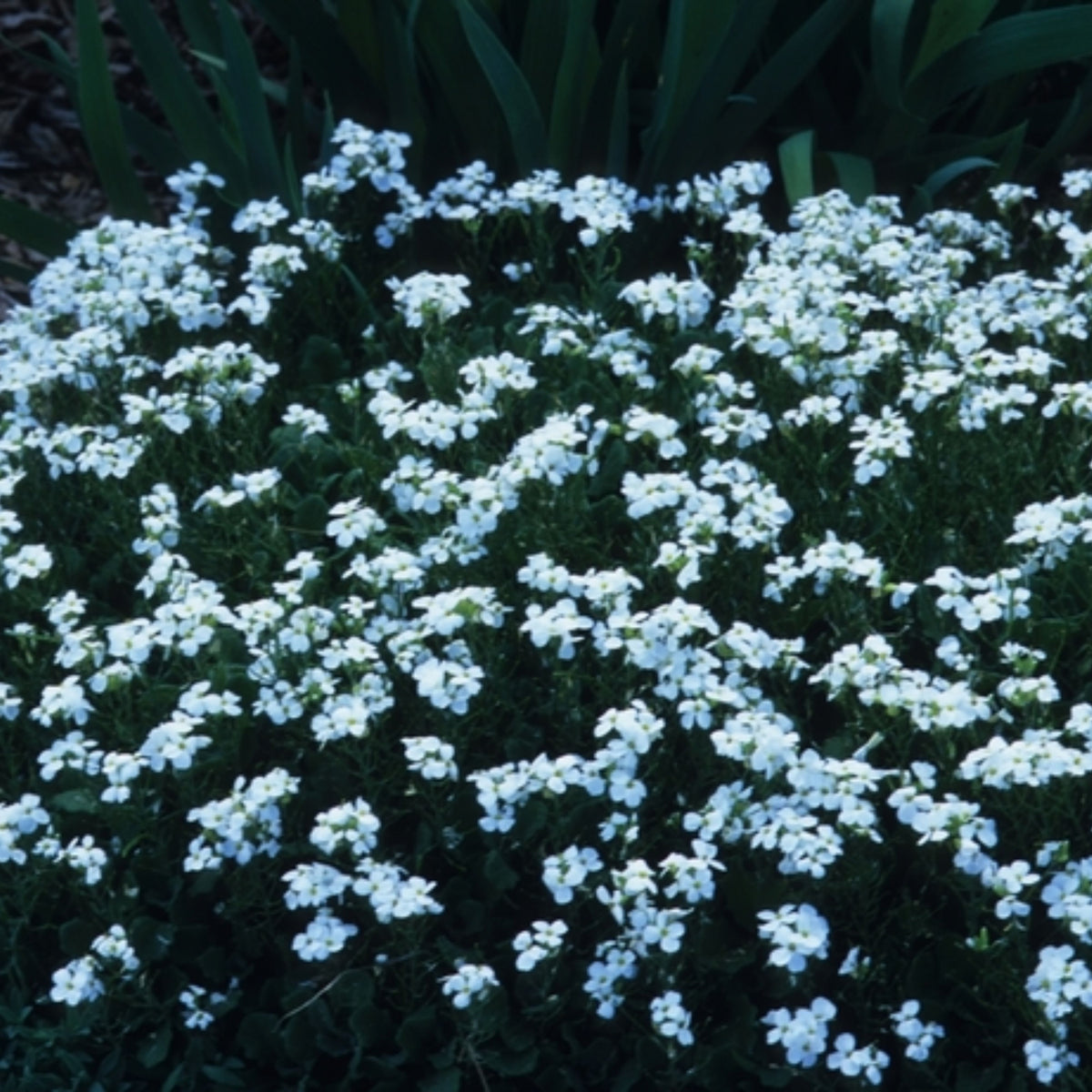 30s| Arabis Mix Seeds– Heirloom, Non-GMO, Early Blooming Perennial, Drought Tolerant, Easy to Grow Groundcover, Ideal for Rock Gardens, Borders, and Pollinator Gardens#8025