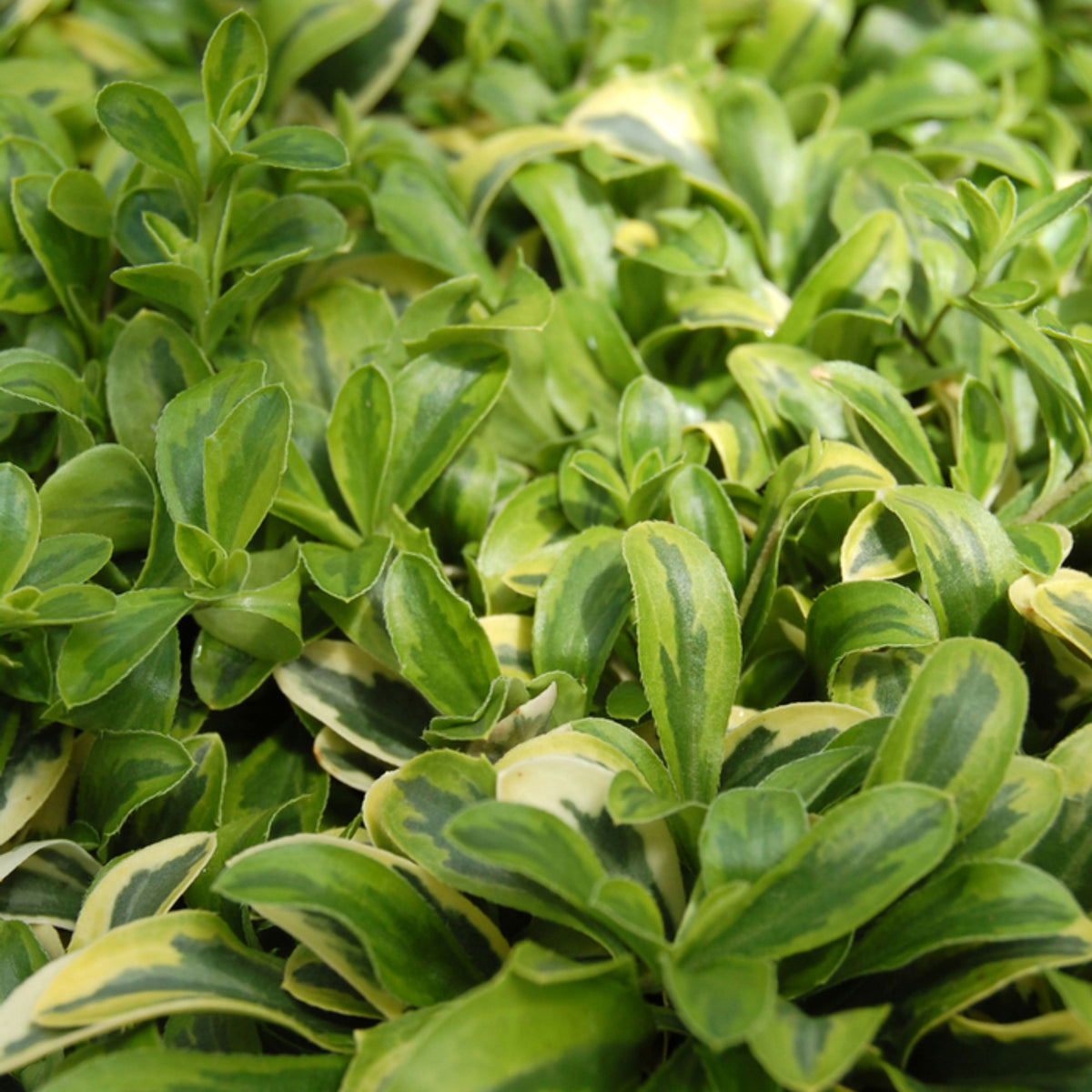 Arabis Mix Seeds - Early Blooming Perennial, 30 seeds